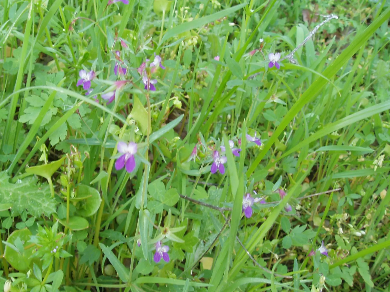 Blue-Eyed Mary, Creeping Forget-Me- (Omphalodes Verna) — is a captivating herbaceous perennial that adds a delicate splash of color to any garden, image 57