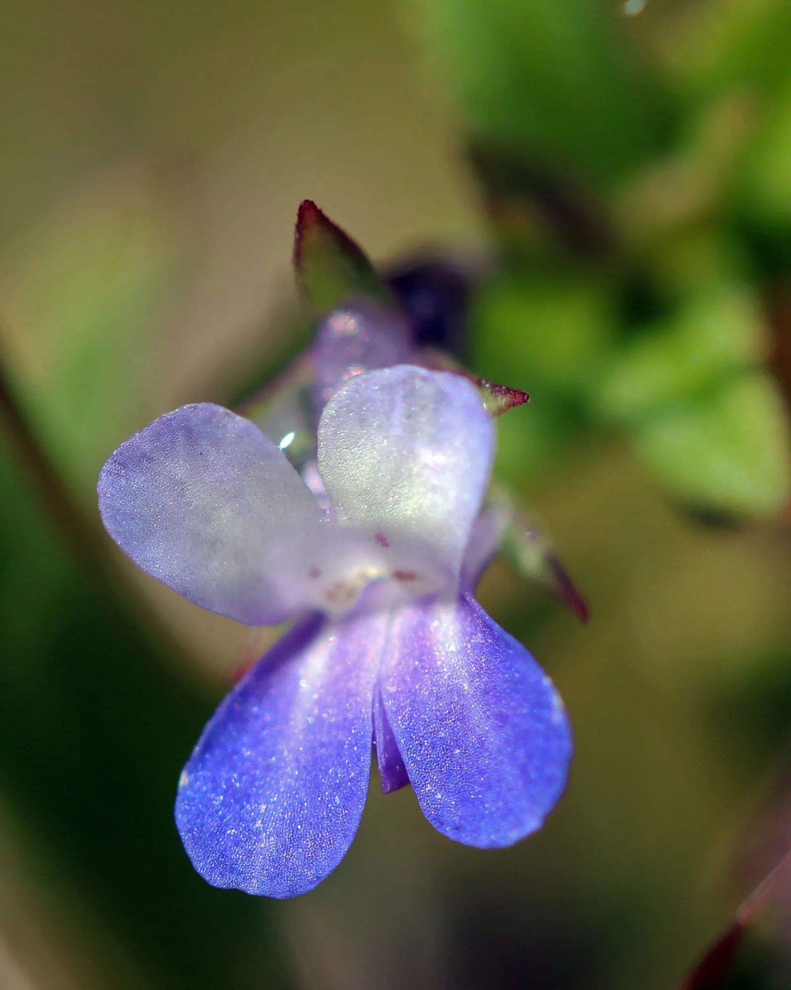 Blue-Eyed Mary, Creeping Forget-Me- (Omphalodes Verna) — this low-maintenance ground cover blooms in early spring; ground cover / perennial for half or shade
