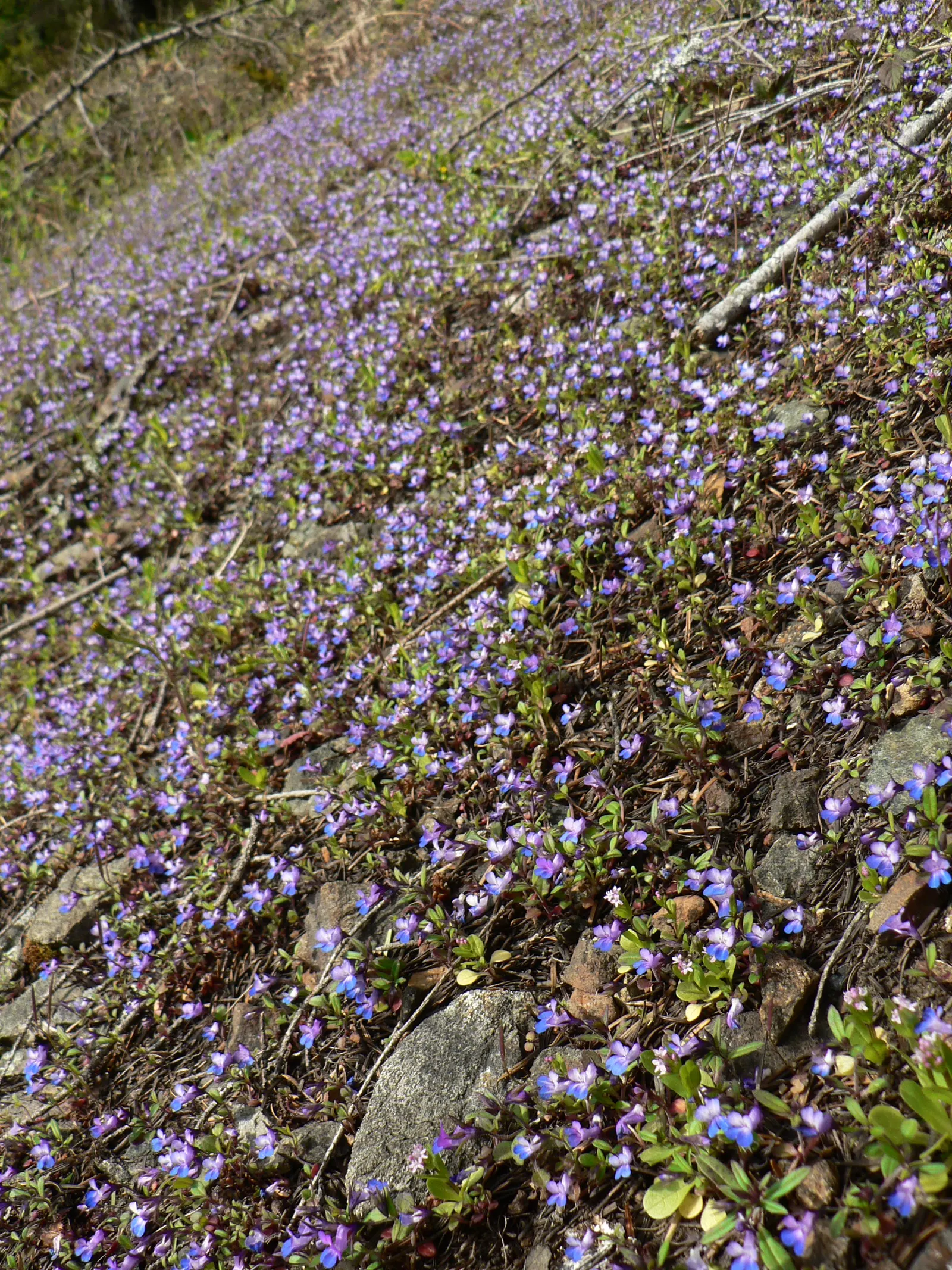 Blue-Eyed Mary, Creeping Forget-Me- (Omphalodes Verna) — this low-maintenance ground cover blooms in early spring; ground cover / perennial for, image 54