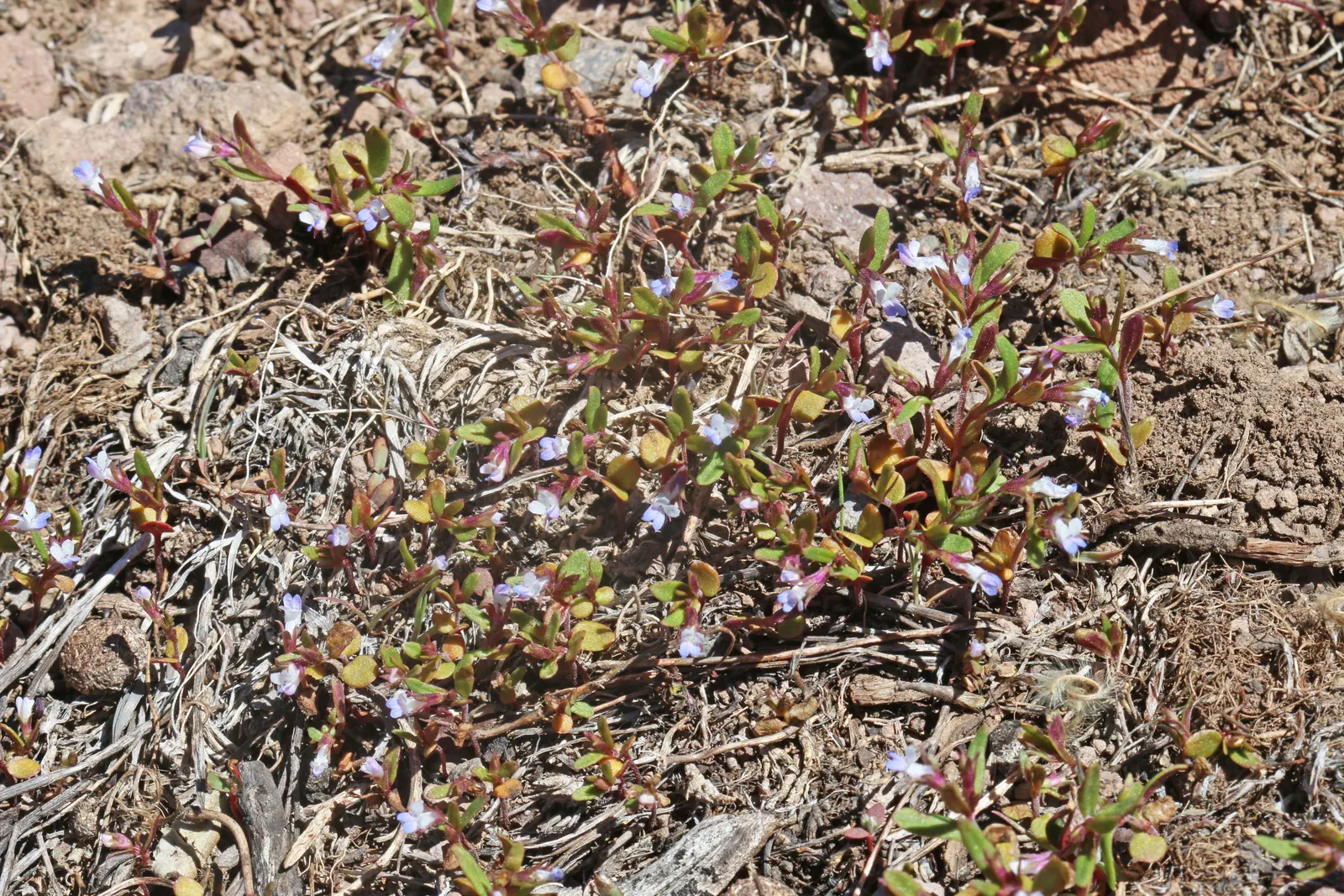 Blue-Eyed Mary, Creeping Forget-Me- (Omphalodes Verna) — which contrast beautifully with its glossy; thriving in partial shade, it forms lush mats, image 65