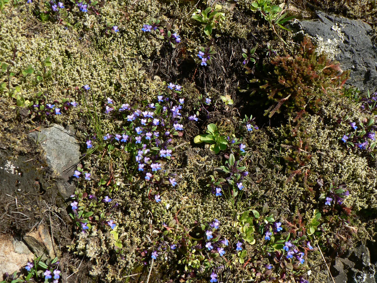 Blue-Eyed Mary, Creeping Forget-Me- (Omphalodes Verna) — is an herbaceous perennial known for its striking sky-blue flowers with white centers, image 26