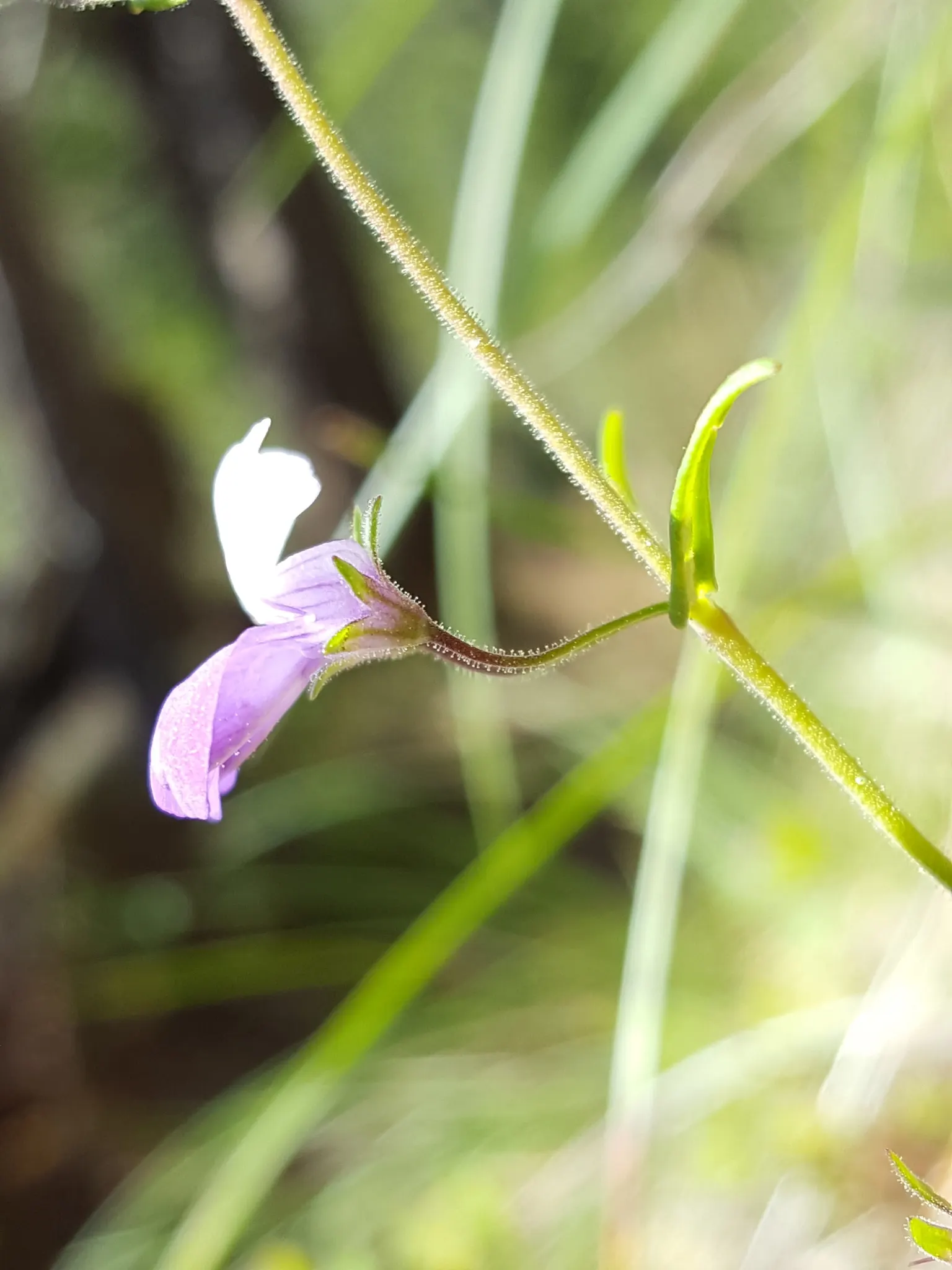 Blue-Eyed Mary, Creeping Forget-Me- (Omphalodes Verna) — blue and multi-colored flowers in the garden
