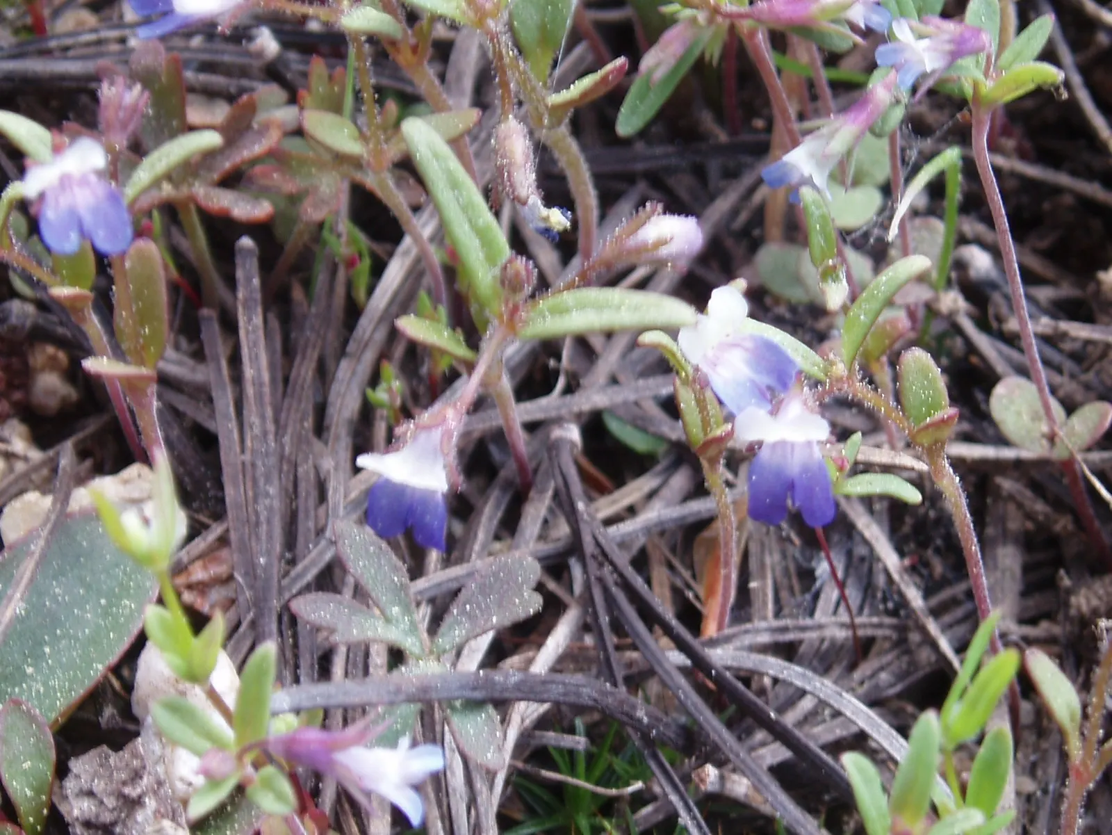 Blue-Eyed Mary, Creeping Forget-Me- (Omphalodes Verna) — It's resistant to most pests and diseases and is relatively low maintenance; offering ground cover