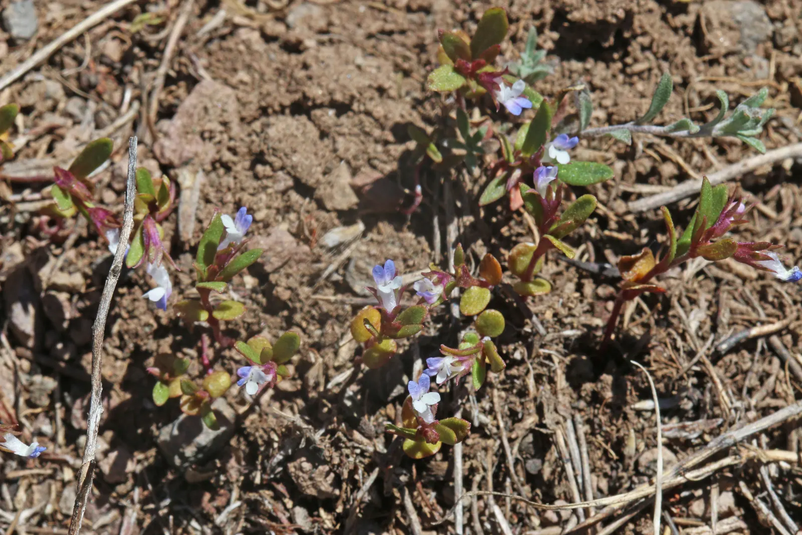 Blue-Eyed Mary, Creeping Forget-Me- (Omphalodes Verna) — Thriving in partial shade, it forms lush mats reaching 4-6 inches tall with a spread of up, image 77