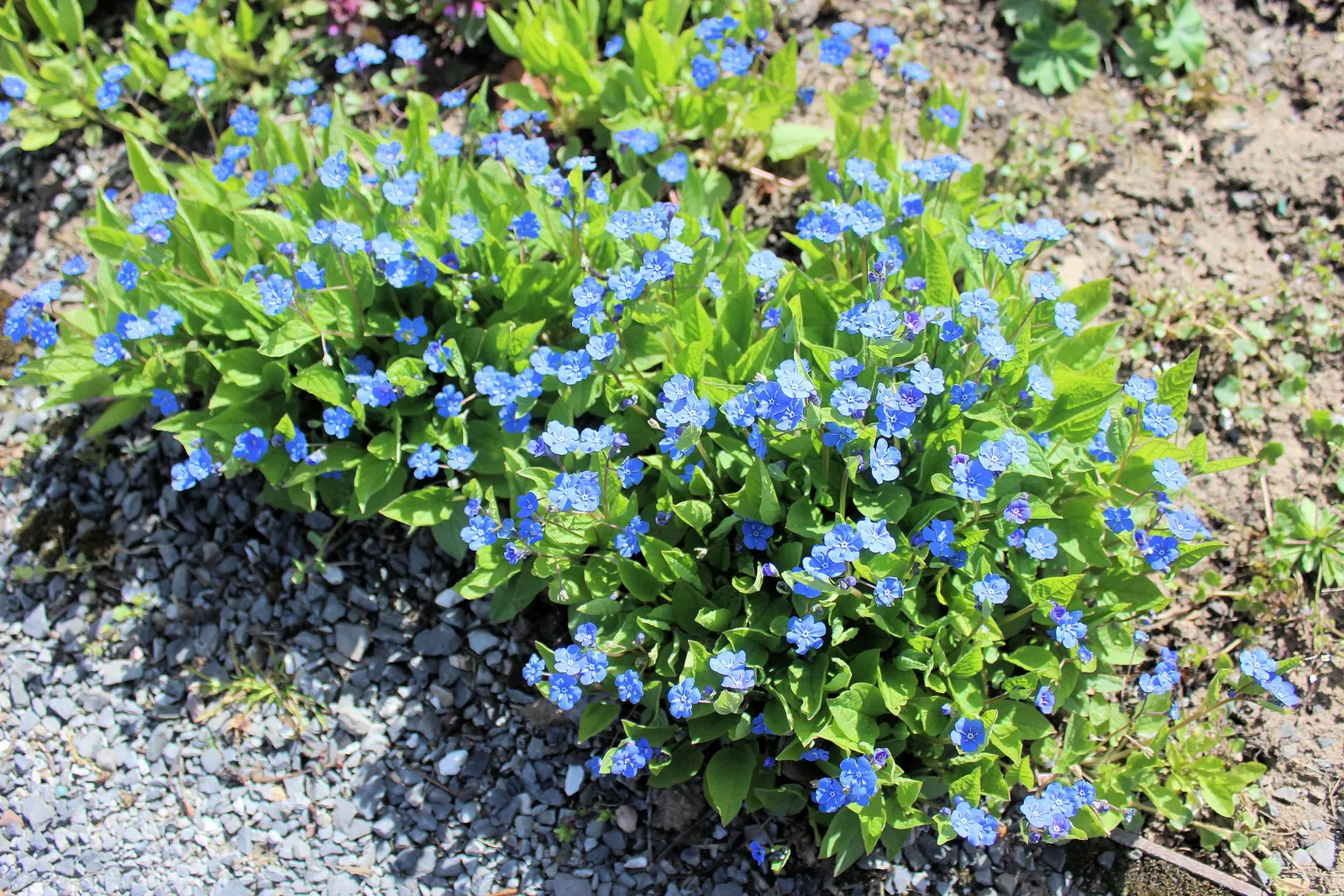 Blue-Eyed Mary, Creeping Forget-Me- (Omphalodes Verna) — offering ground cover with a quaint