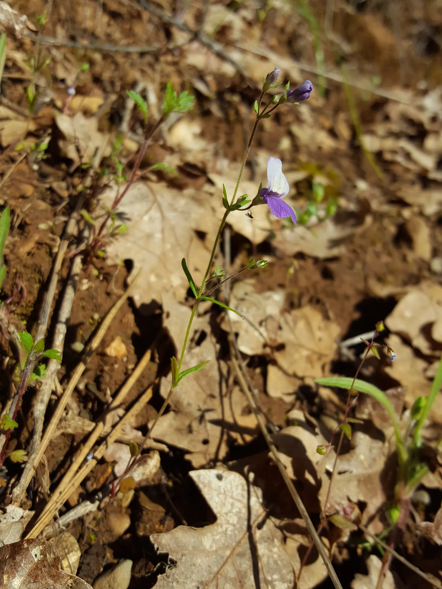 Blue-Eyed Mary, Creeping Forget-Me- (Omphalodes Verna) — blue and multi-colored flowers in the garden; particularly suitable for a charming, image 98