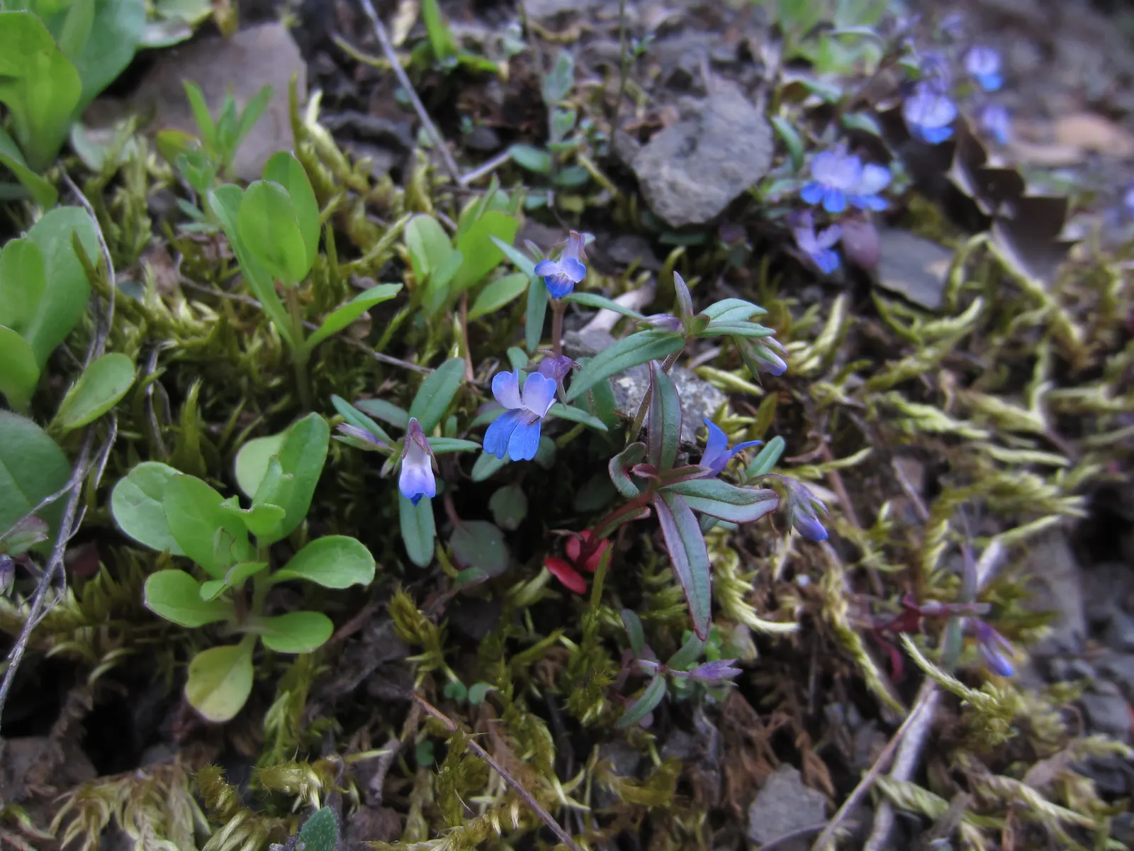 Blue-Eyed Mary, Creeping Forget-Me- (Omphalodes Verna) — requiring minimal upkeep beyond occasional watering during dry periods.<br><br>When, image 46