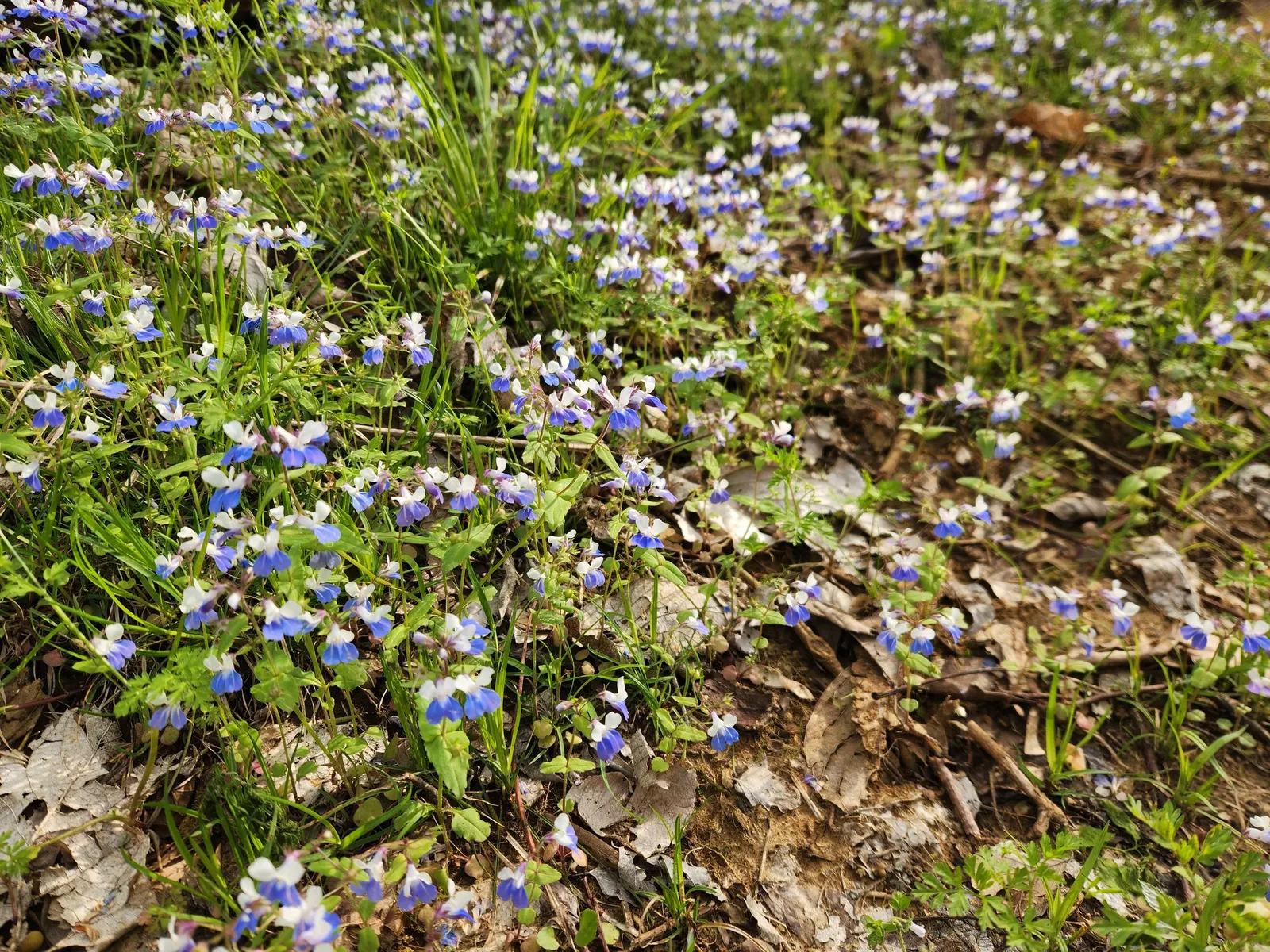 Blue-Eyed Mary, Creeping Forget-Me- (Omphalodes Verna) — making it an excellent option for areas where many plants typically struggle; and offers a, image 94