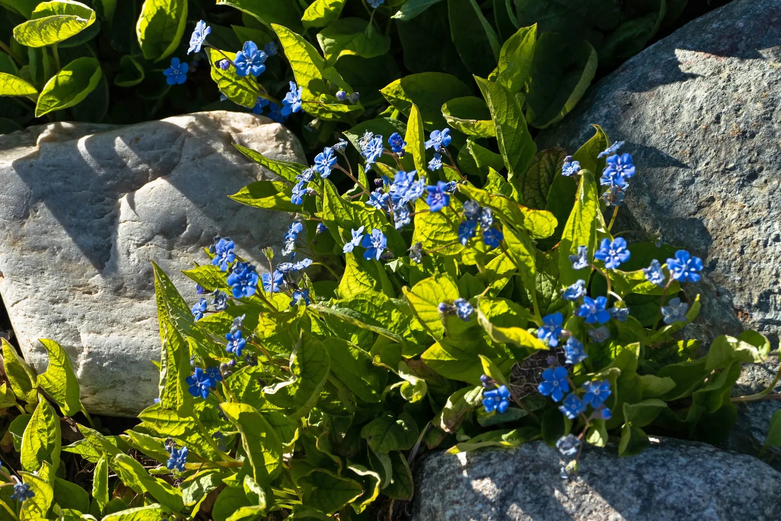 Blue-Eyed Mary, Creeping Forget-Me- (Omphalodes Verna) — particularly suitable for a charming underplanting in wooded areas or along shaded, image 58