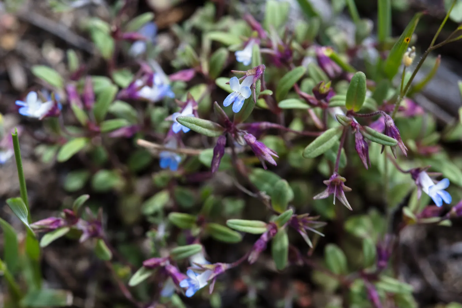 Blue-Eyed Mary, Creeping Forget-Me- (Omphalodes Verna) — offering ground cover with a quaint; or more formally known as the Omphalodes verna