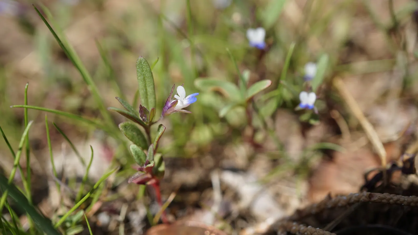 Blue-Eyed Mary, Creeping Forget-Me- (Omphalodes Verna) — requiring minimal upkeep beyond occasional watering during dry periods.<br><br>When designing a