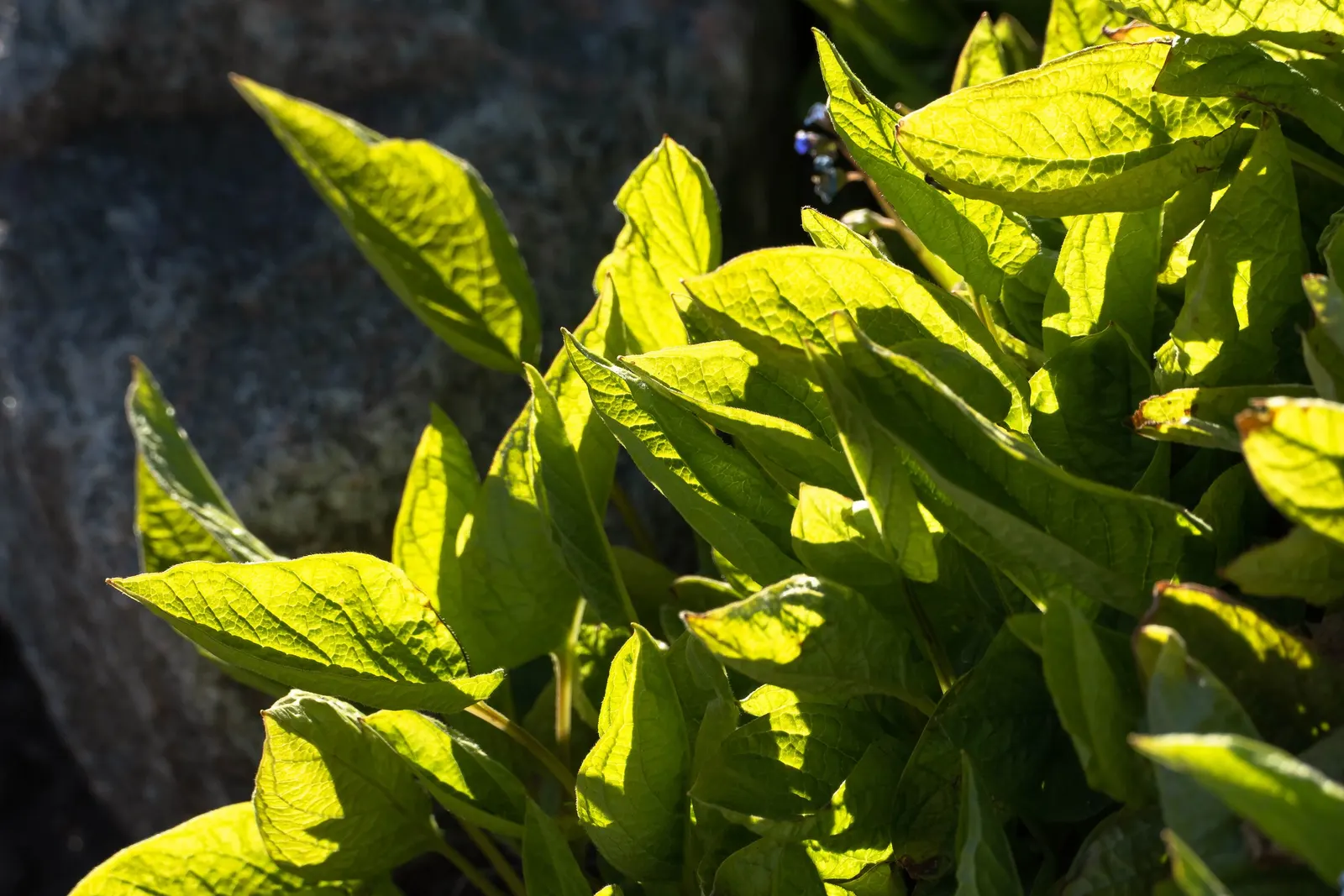 Blue-Eyed Mary, Creeping Forget-Me- (Omphalodes Verna) — making it an excellent option for areas where many plants typically struggle; and offers a, image 69