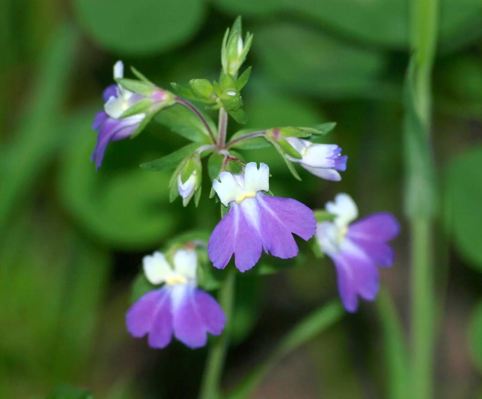 Blue-Eyed Mary, Creeping Forget-Me- (Omphalodes Verna) — or more formally known as the Omphalodes verna