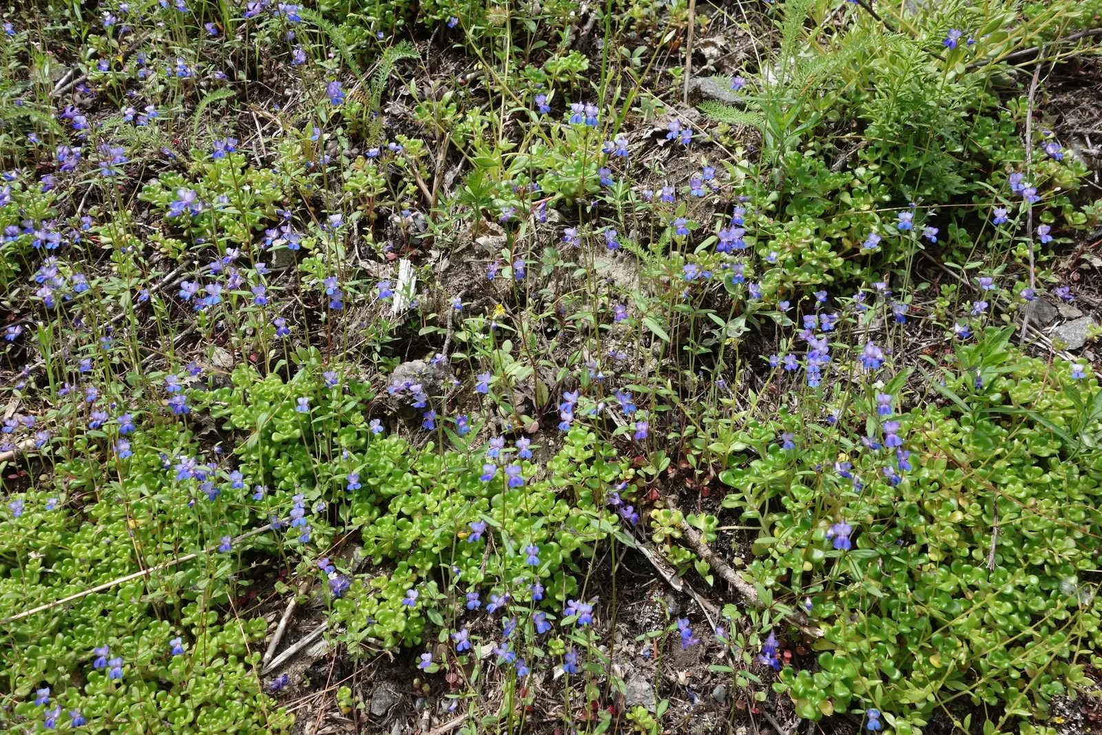 Blue-Eyed Mary, Creeping Forget-Me- (Omphalodes Verna) — Thriving in partial shade, it forms lush mats reaching 4-6 inches tall with a spread of up, image 52