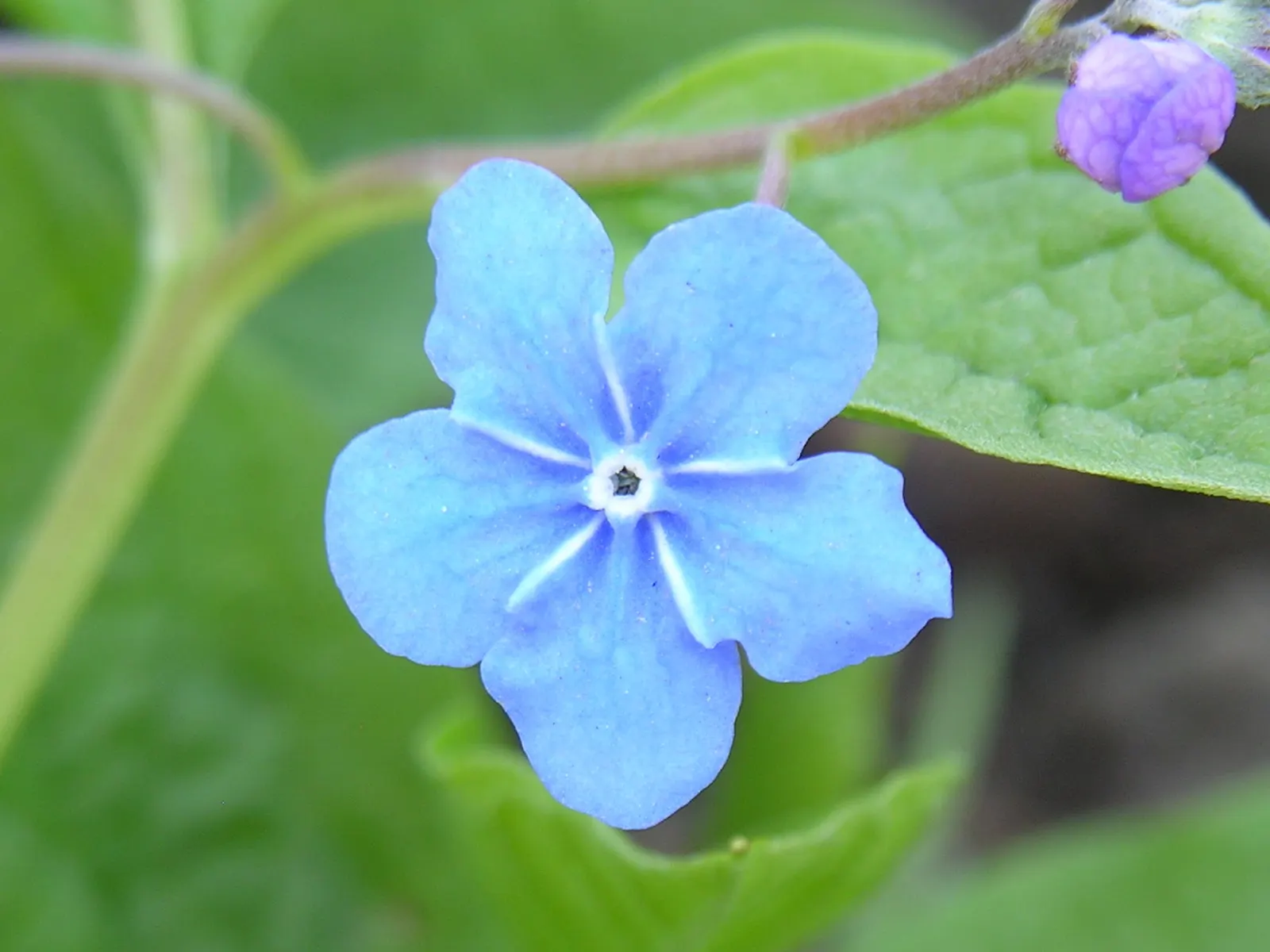 Blue-Eyed Mary, Creeping Forget-Me- (Omphalodes Verna) — is an herbaceous perennial known for its striking sky-blue flowers with white centers resembling eyes