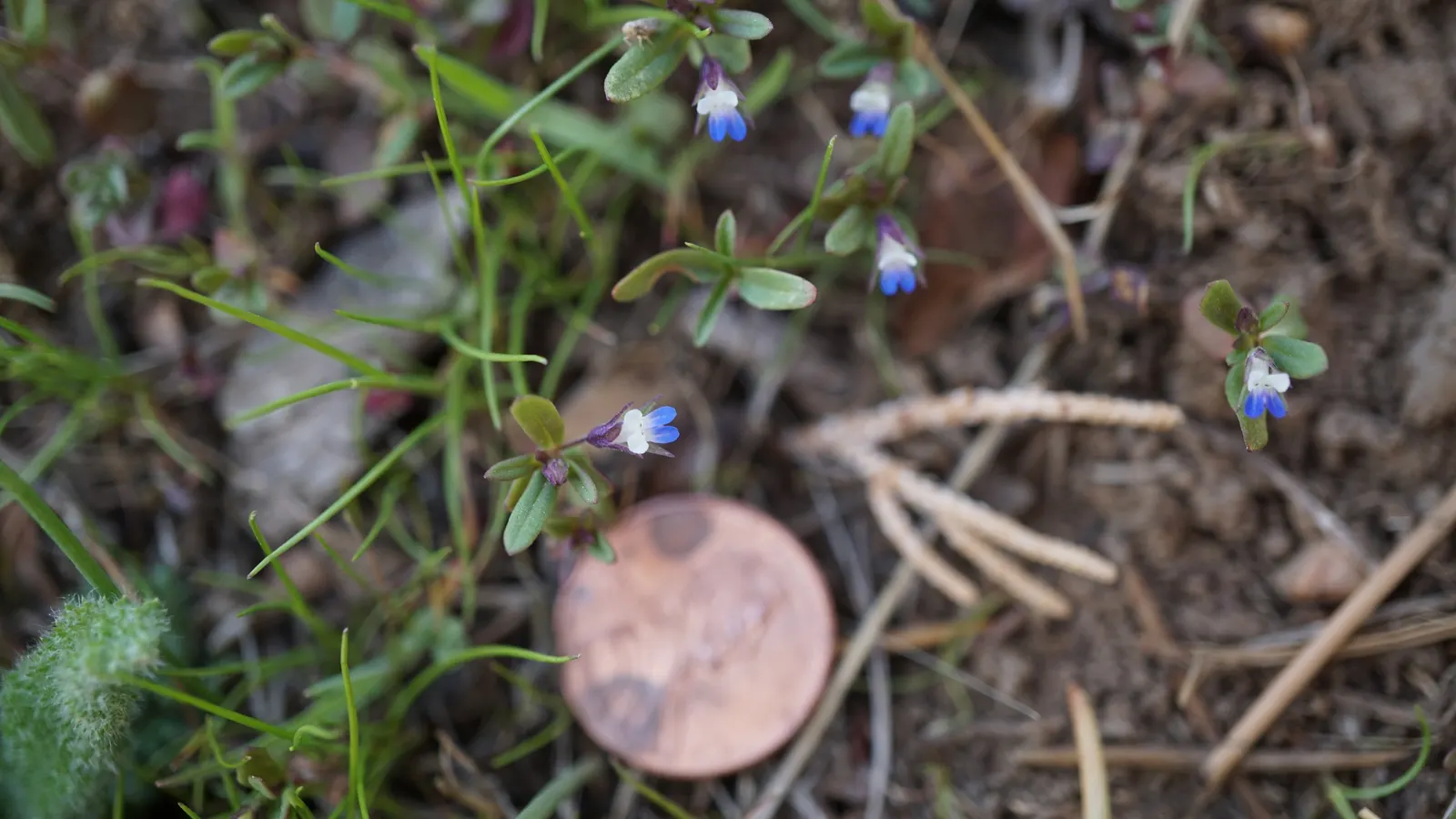 Blue-Eyed Mary, Creeping Forget-Me- (Omphalodes Verna) — cottage garden appeal.<br><br>This springtime bloomer is characterized by its striking true-blue