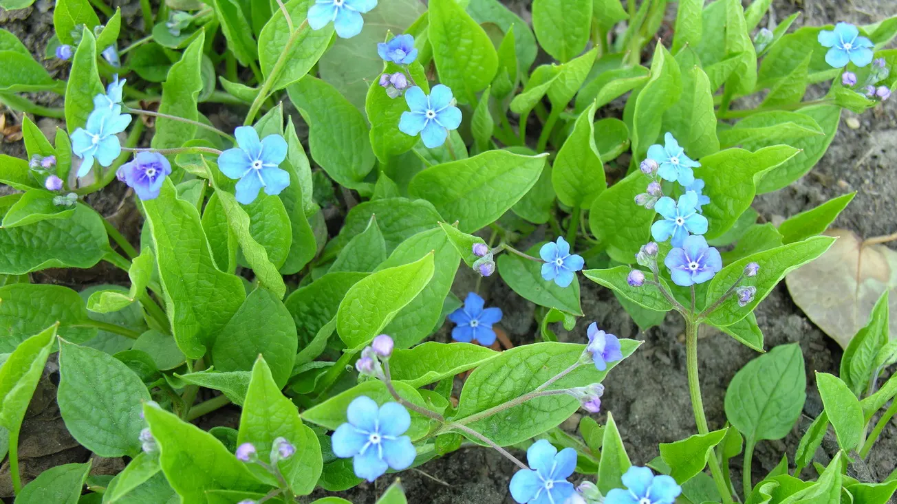 Blue-Eyed Mary, Creeping Forget-Me- (Omphalodes Verna) — typically reaching a height of 4 to 6 inches; they emerge in early spring and persist until late spring
