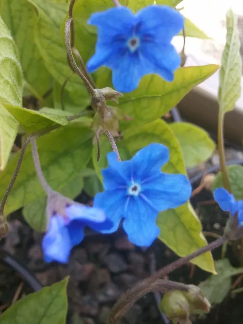 Blue-Eyed Mary, Creeping Forget-Me- (Omphalodes Verna) — making it an excellent option for areas where many plants typically struggle; and offers a charming