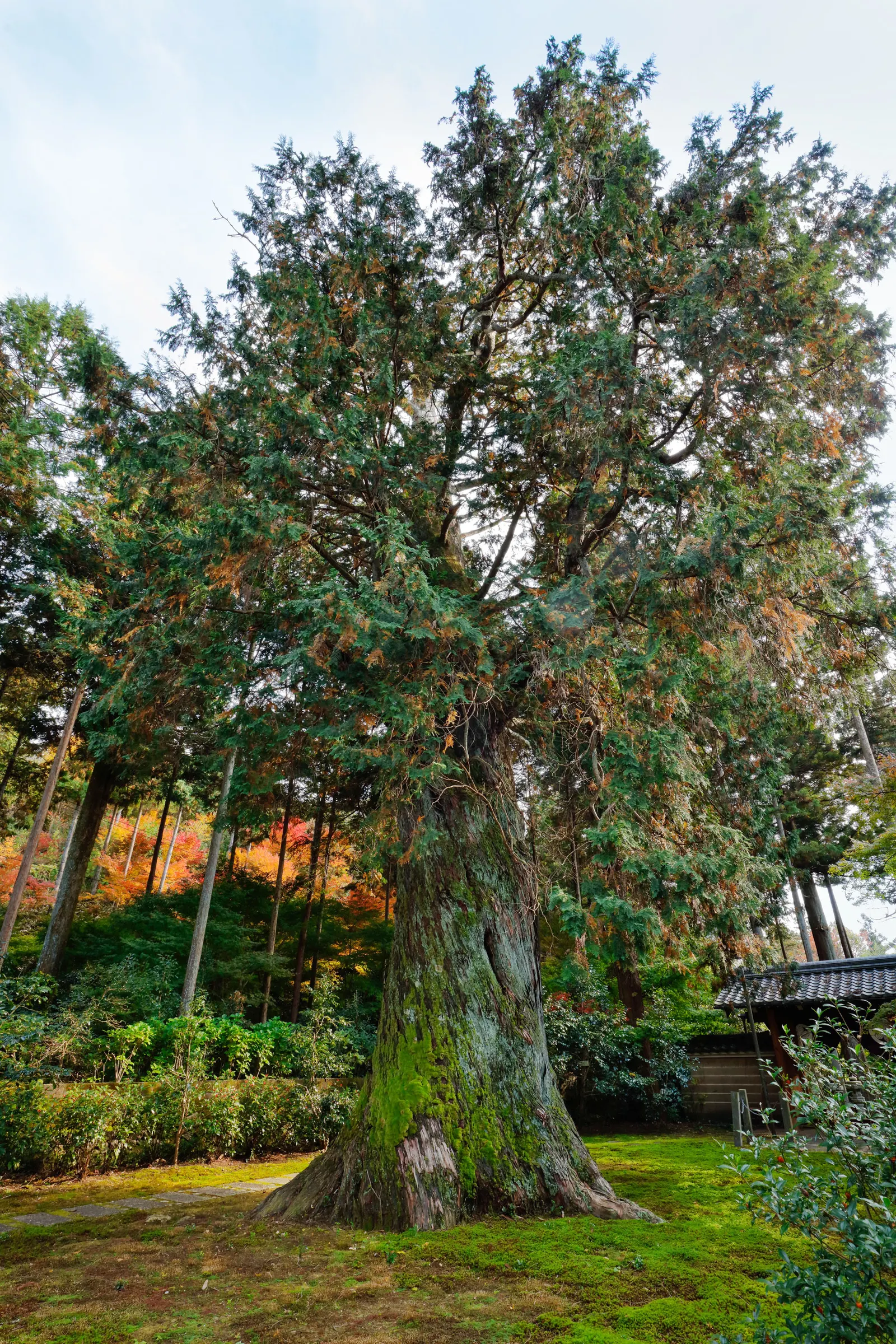 Slender Hinoki Cypress (Chamaecyparis Obtusa 'Gracilis') — is a striking conical evergreen featuring densely packed