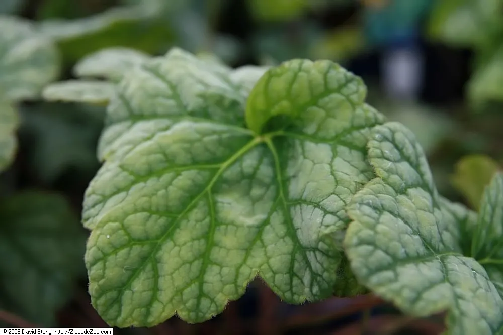 Frost Coral Bells (Heuchera 'Frost') — a perennial known for its striking silver foliage with deep green veining