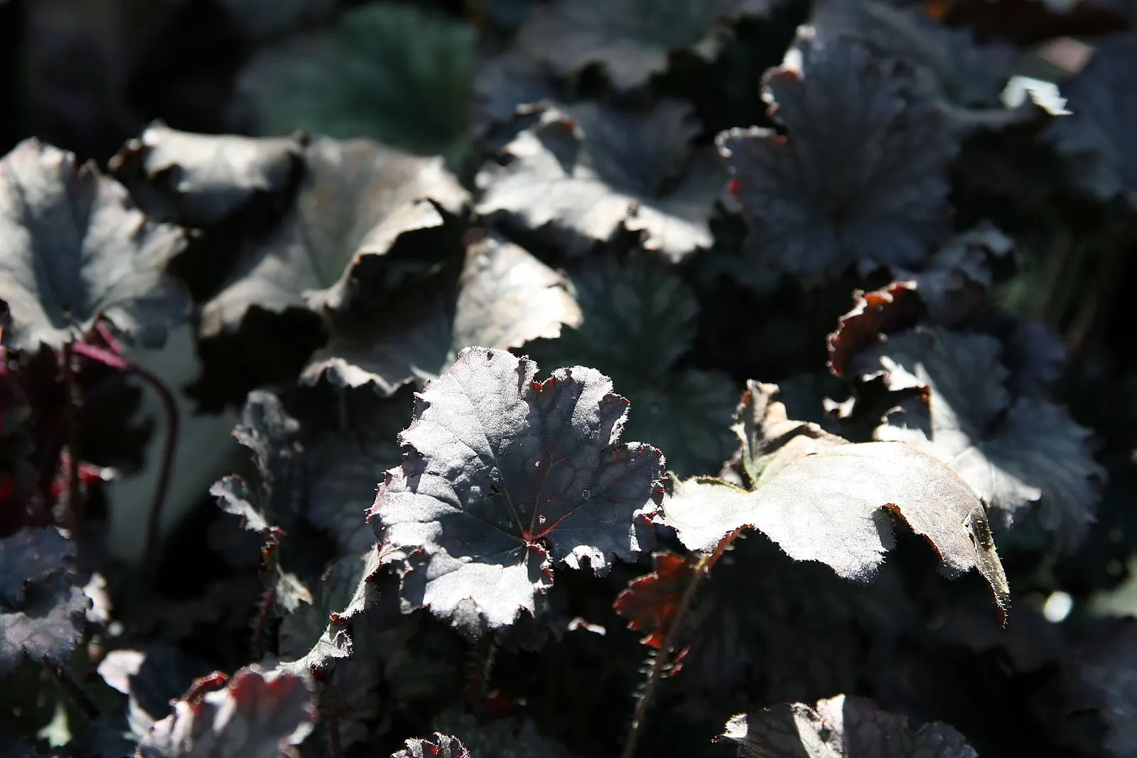 Frost Coral Bells (Heuchera 'Frost') — Ideal for border accents, it matures to a compact 8-12 inches tall and wide