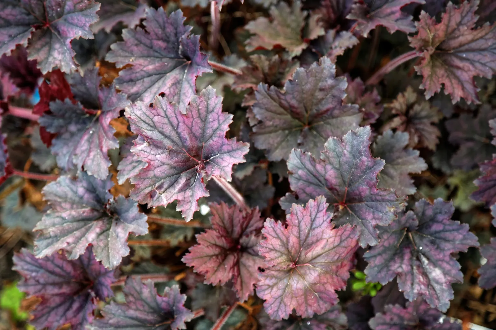 Frost Coral Bells (Heuchera 'Frost') — thrives in USDA zones 4-9