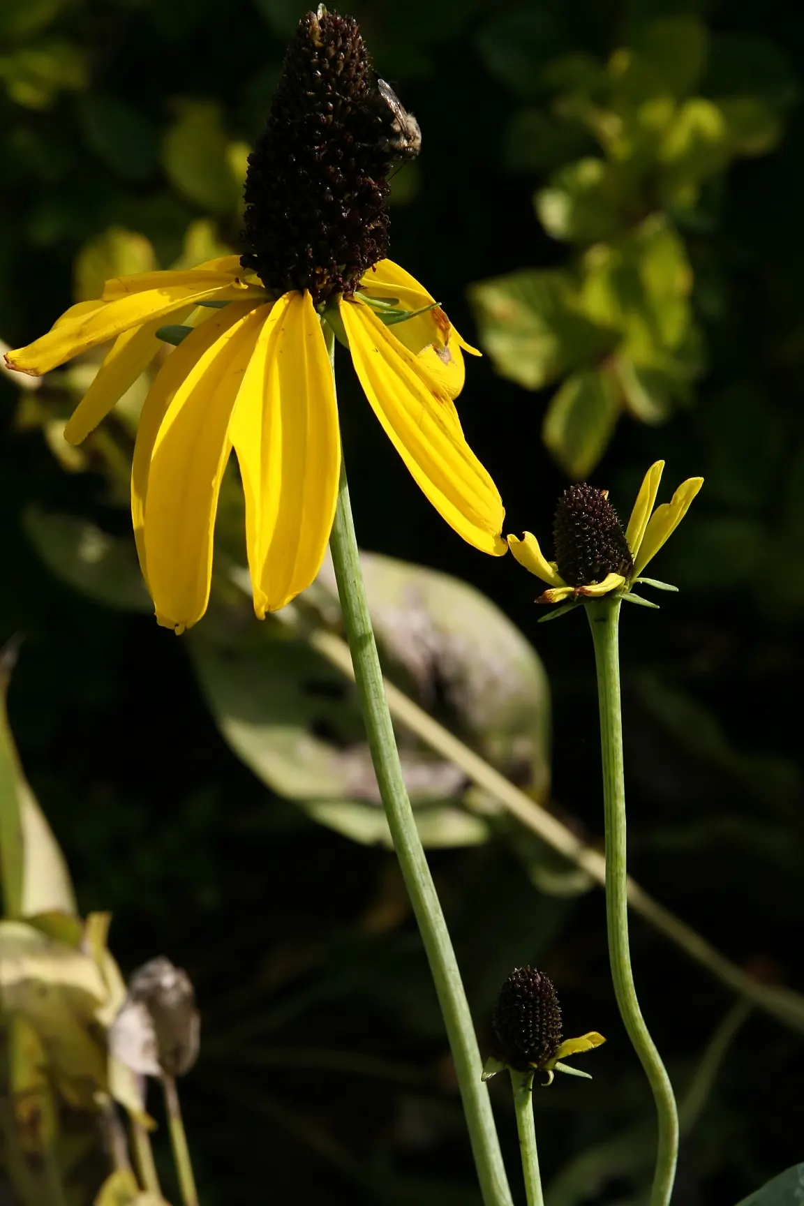 Great Coneflower (Rudbeckia 'Maxima') — tall stems up to 7 feet with 3-inch wide; reaching heights of typically 5 to 6 feet and spreading out 2 to 3 feet