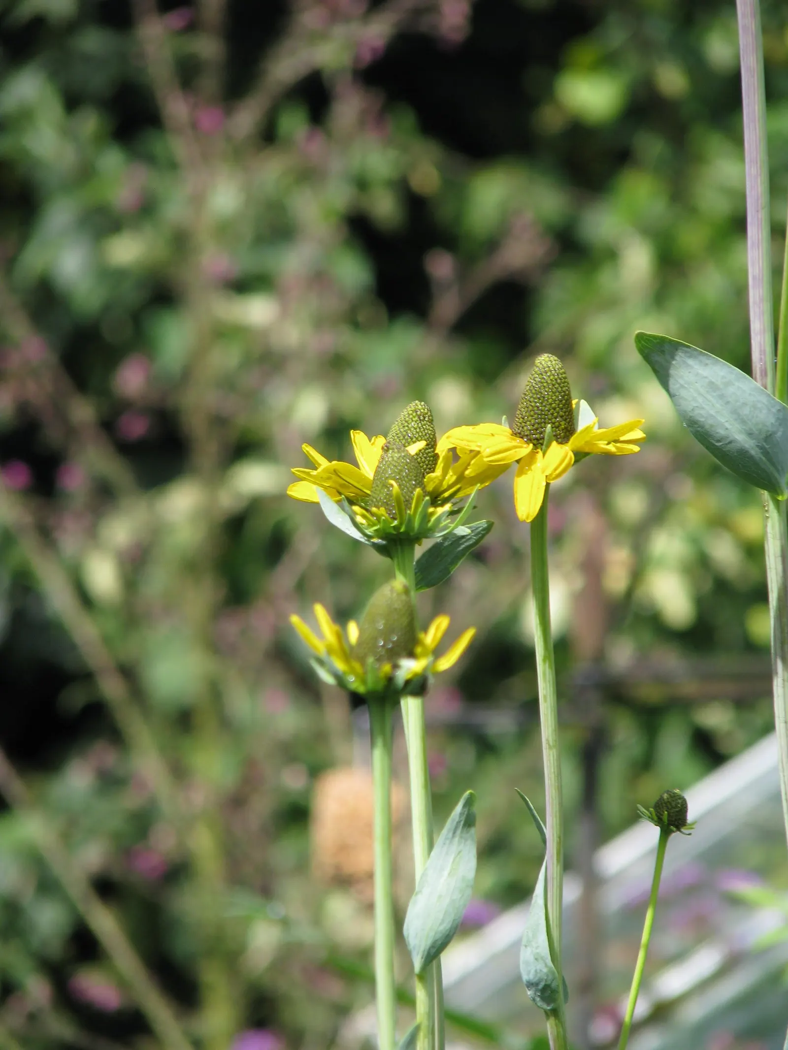 Great Coneflower (Rudbeckia 'Maxima') — commonly referred to as the Large Coneflower