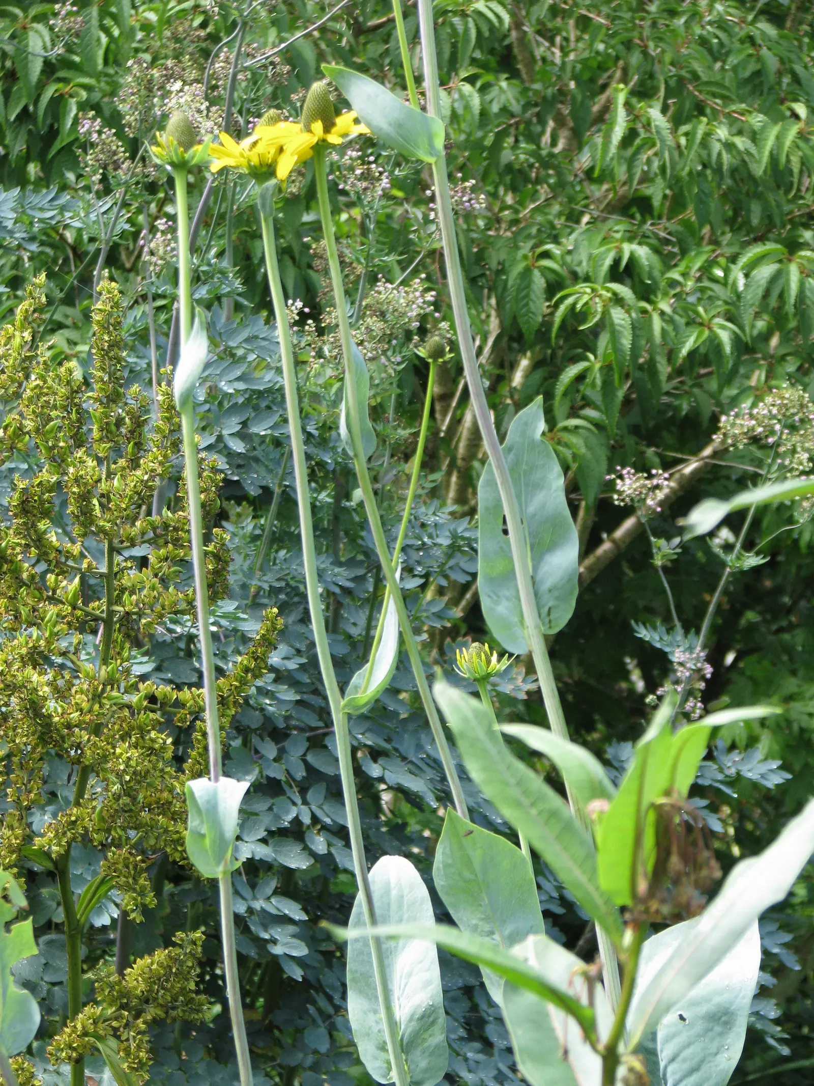 Great Coneflower (Rudbeckia 'Maxima') — it stands proud with an upright habit