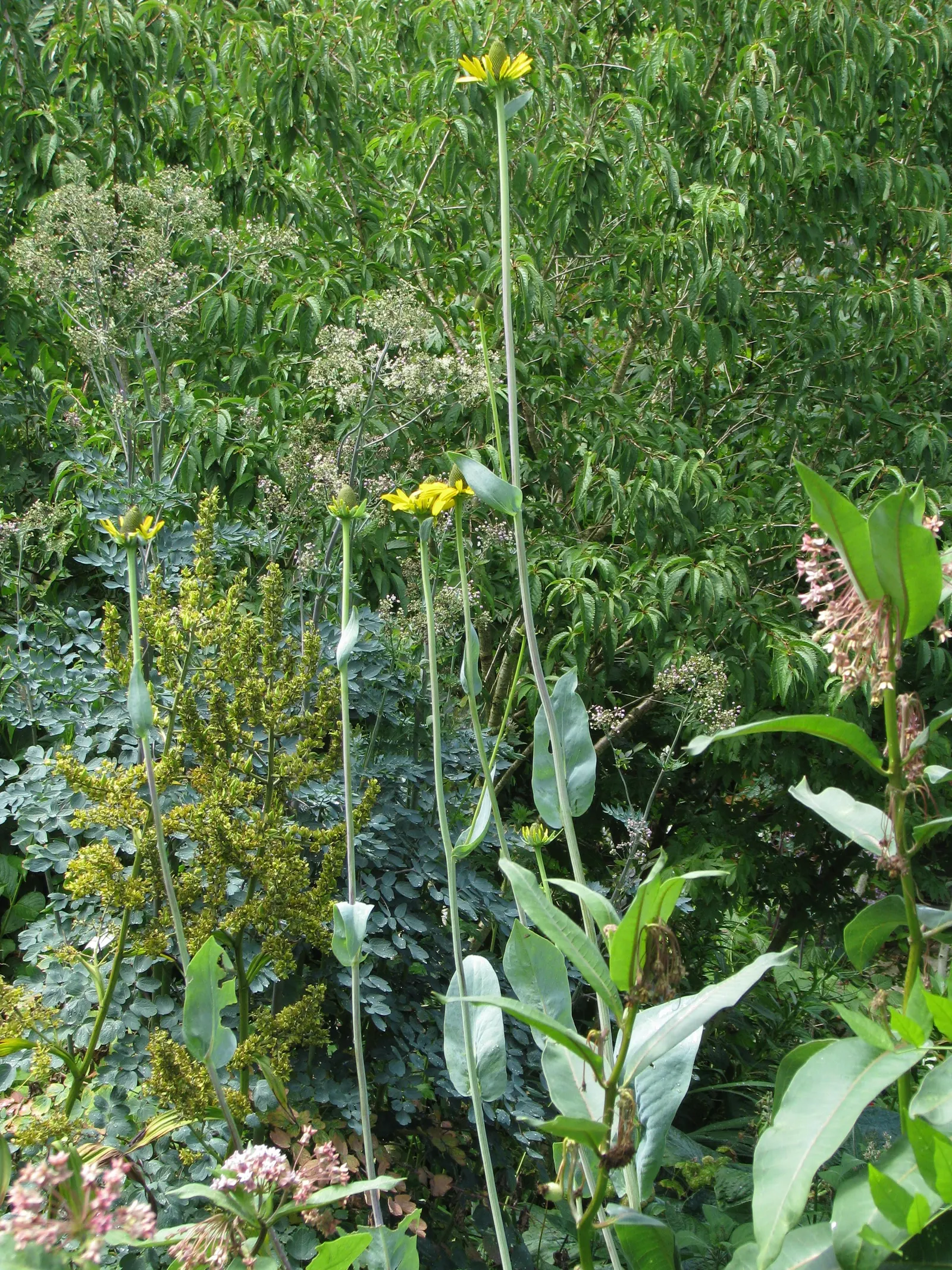 Great Coneflower (Rudbeckia 'Maxima') — bright yellow petals circling prominent central cones