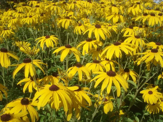 Great Coneflower (Rudbeckia 'Maxima') — bright yellow petals circling prominent central cones; making them a valuable component in your landscape