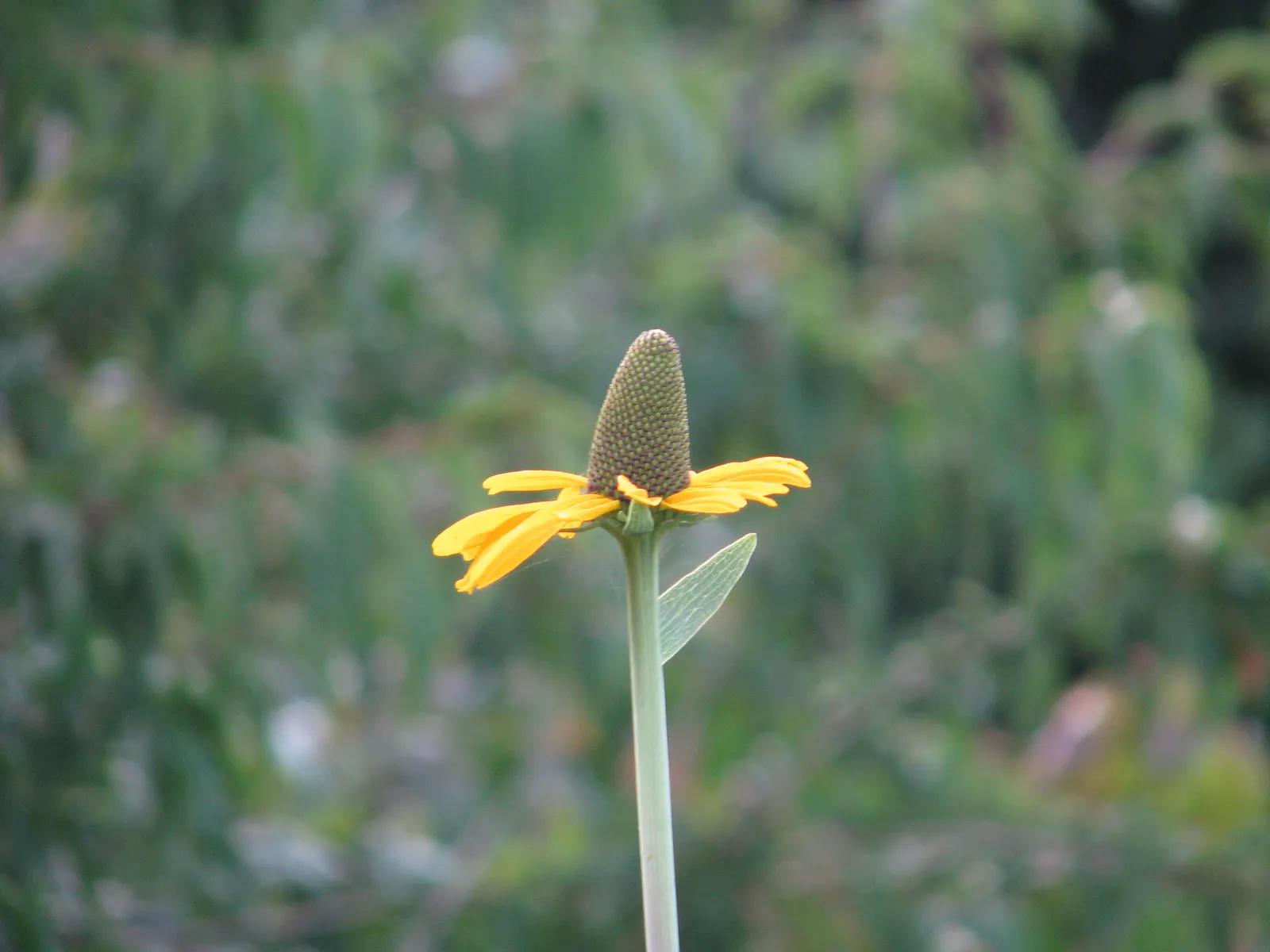 Great Coneflower (Rudbeckia 'Maxima') — commonly known as Large Coneflower