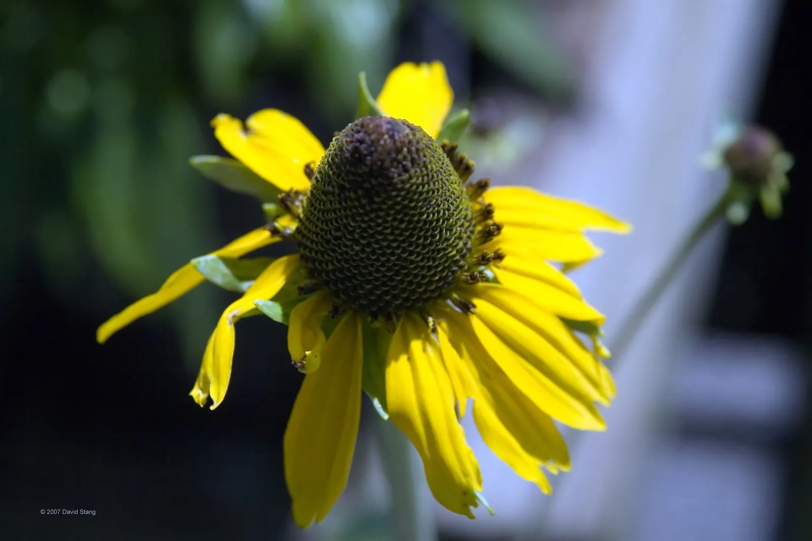 Great Coneflower (Rudbeckia 'Maxima') — Blooms late summer to early fall