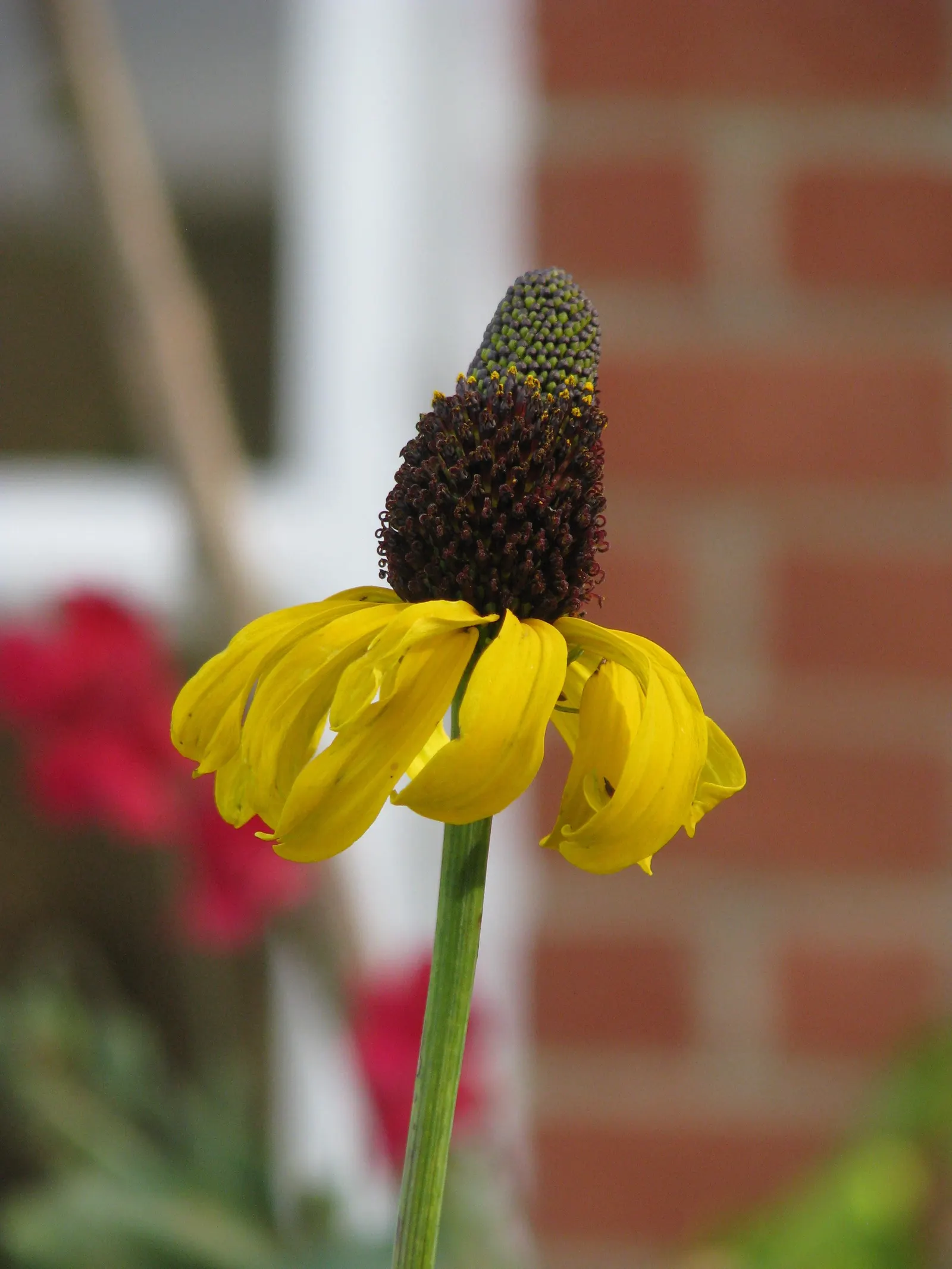 Great Coneflower (Rudbeckia 'Maxima') — appearing from midsummer through early fall