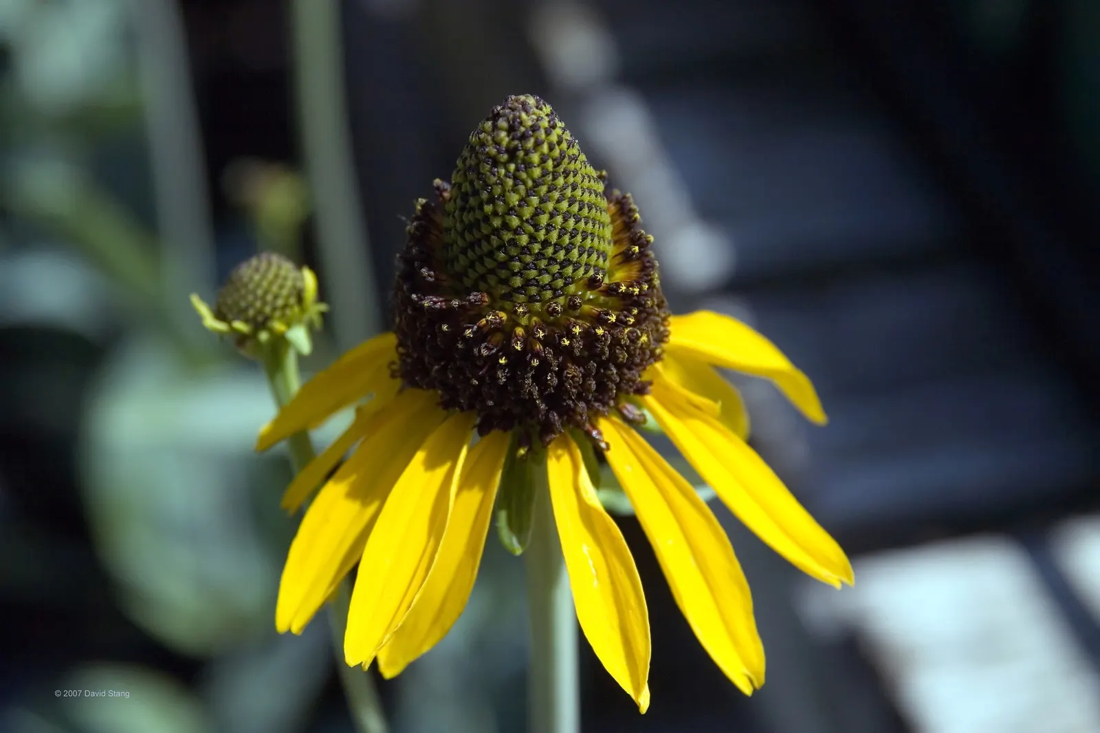 Great Coneflower (Rudbeckia 'Maxima') — purple and yellow flowers in the garden