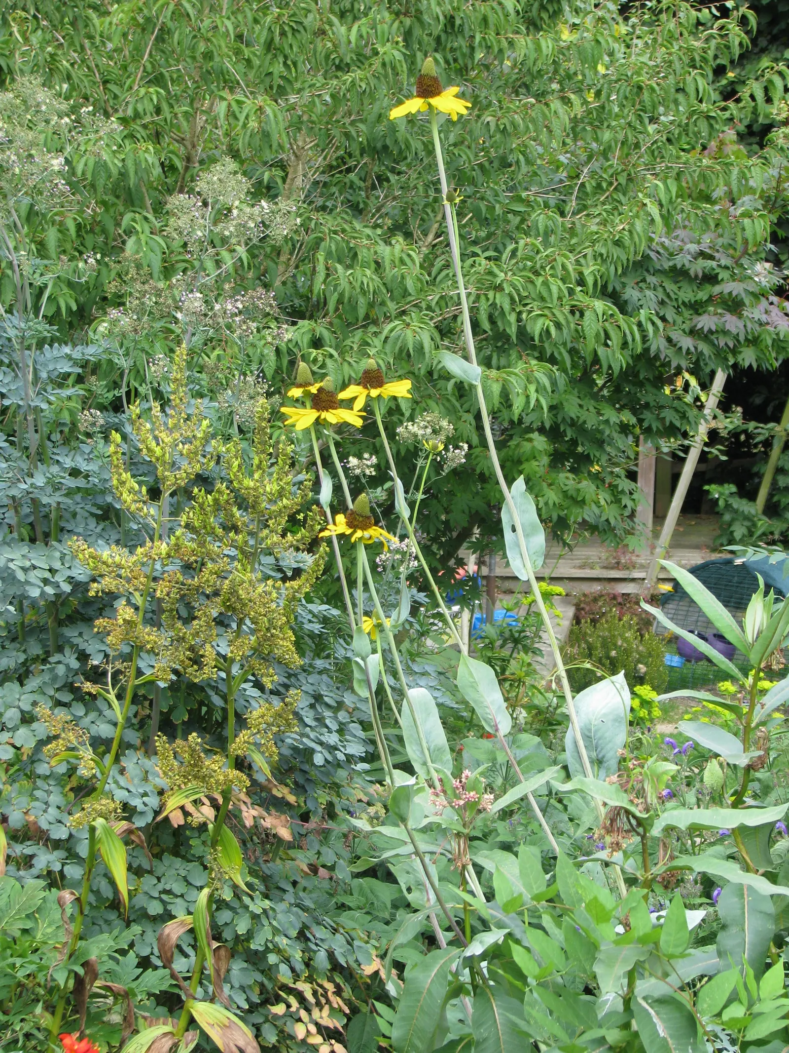 Great Coneflower (Rudbeckia 'Maxima') — Hardy in USDA zones 4 through 9