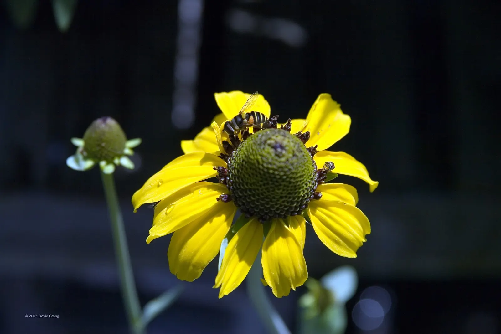 Great Coneflower (Rudbeckia 'Maxima') — ensure to allocate sufficient room for their mature spread