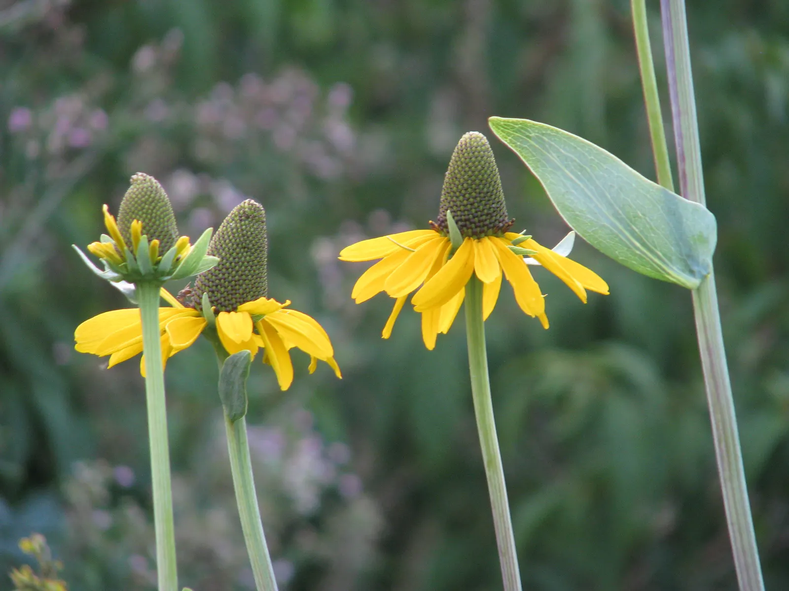 Great Coneflower (Rudbeckia 'Maxima') — Hailing from the Asteraceae family