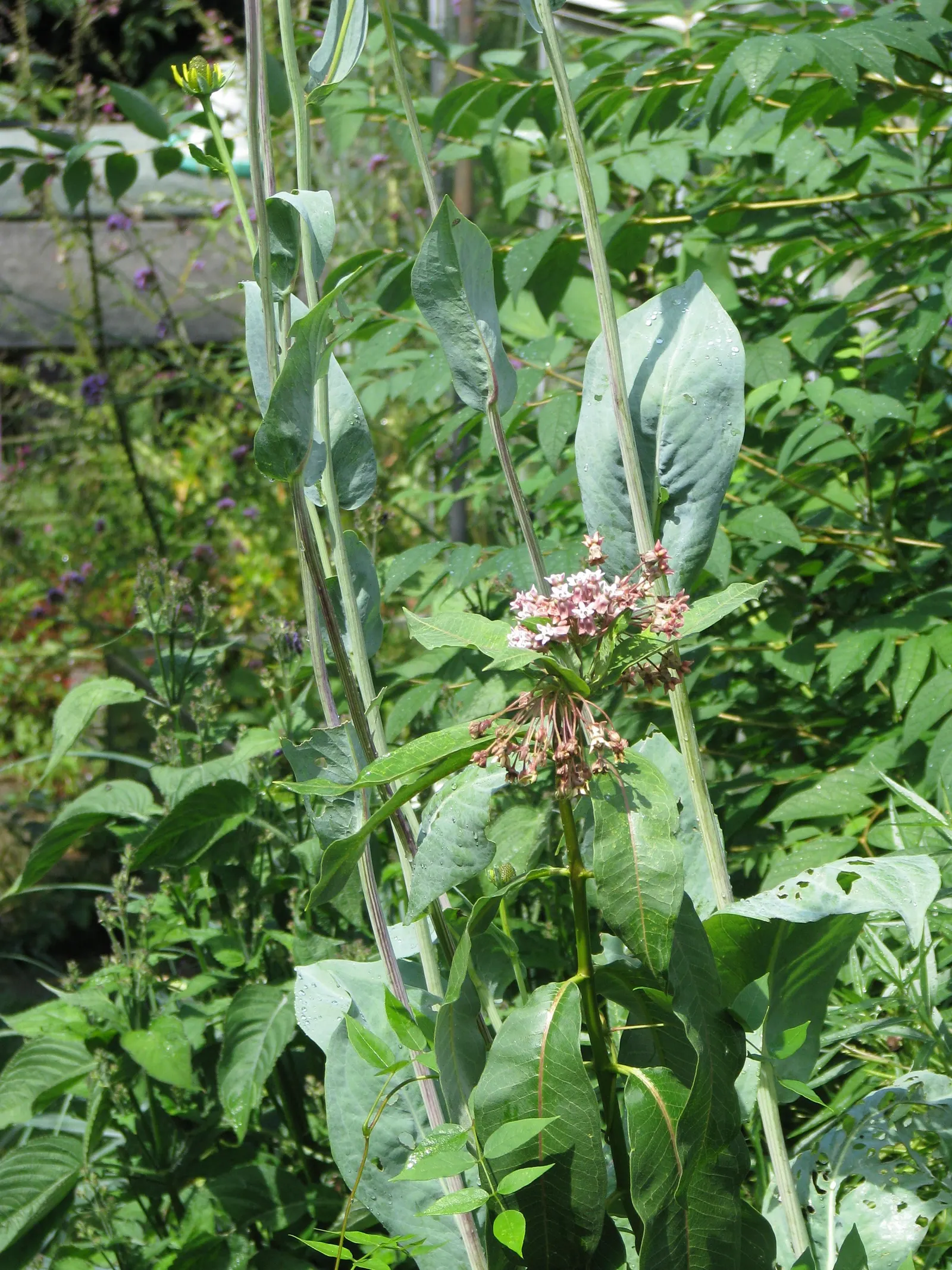 Great Coneflower (Rudbeckia 'Maxima') — making them a valuable component in your landscape