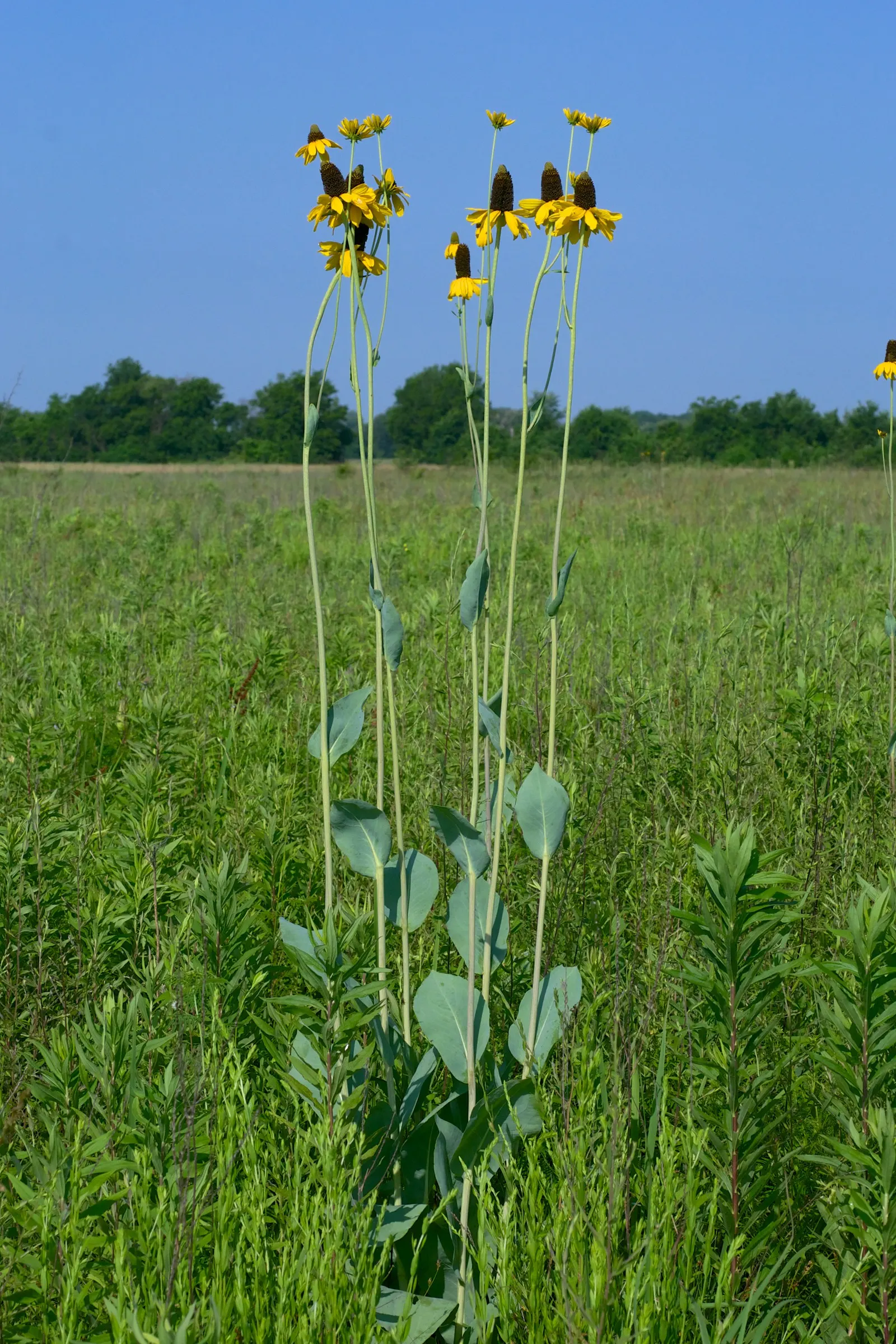 Great Coneflower (Rudbeckia 'Maxima') — the Rudbeckia 'Maxima' makes a statement even when not in bloom