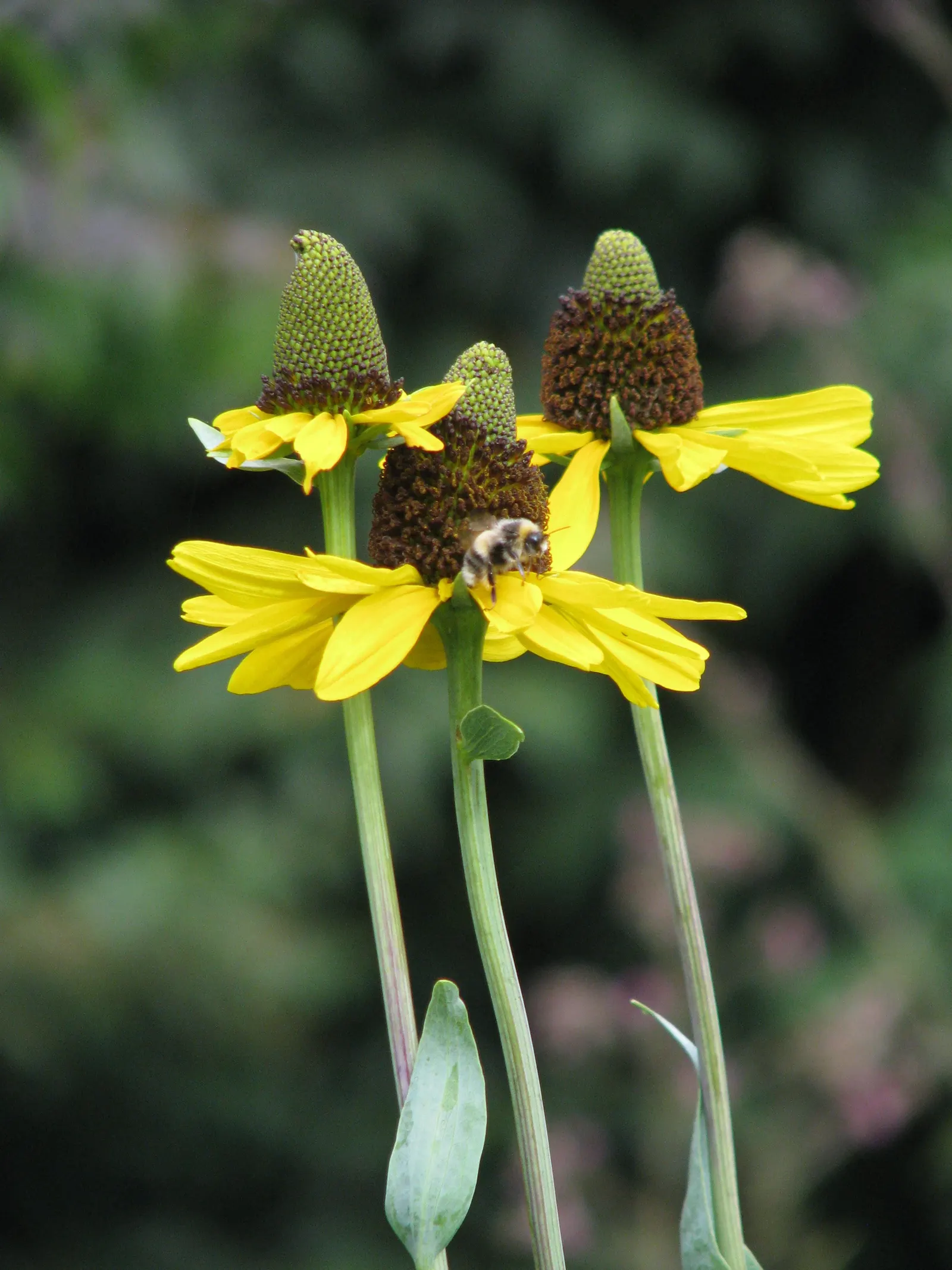 Great Coneflower (Rudbeckia 'Maxima') — which can grow up to a foot long