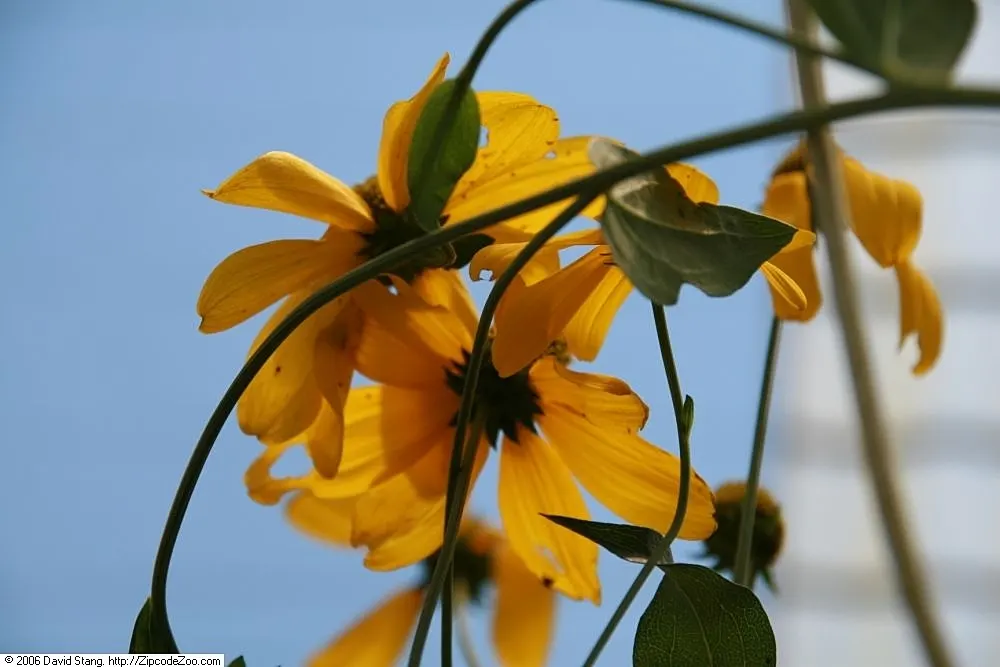 Great Coneflower (Rudbeckia 'Maxima') — commonly known as Large Coneflower; adaptive to zones 4-9, it thrives in full sun to partial shade and prefers moist