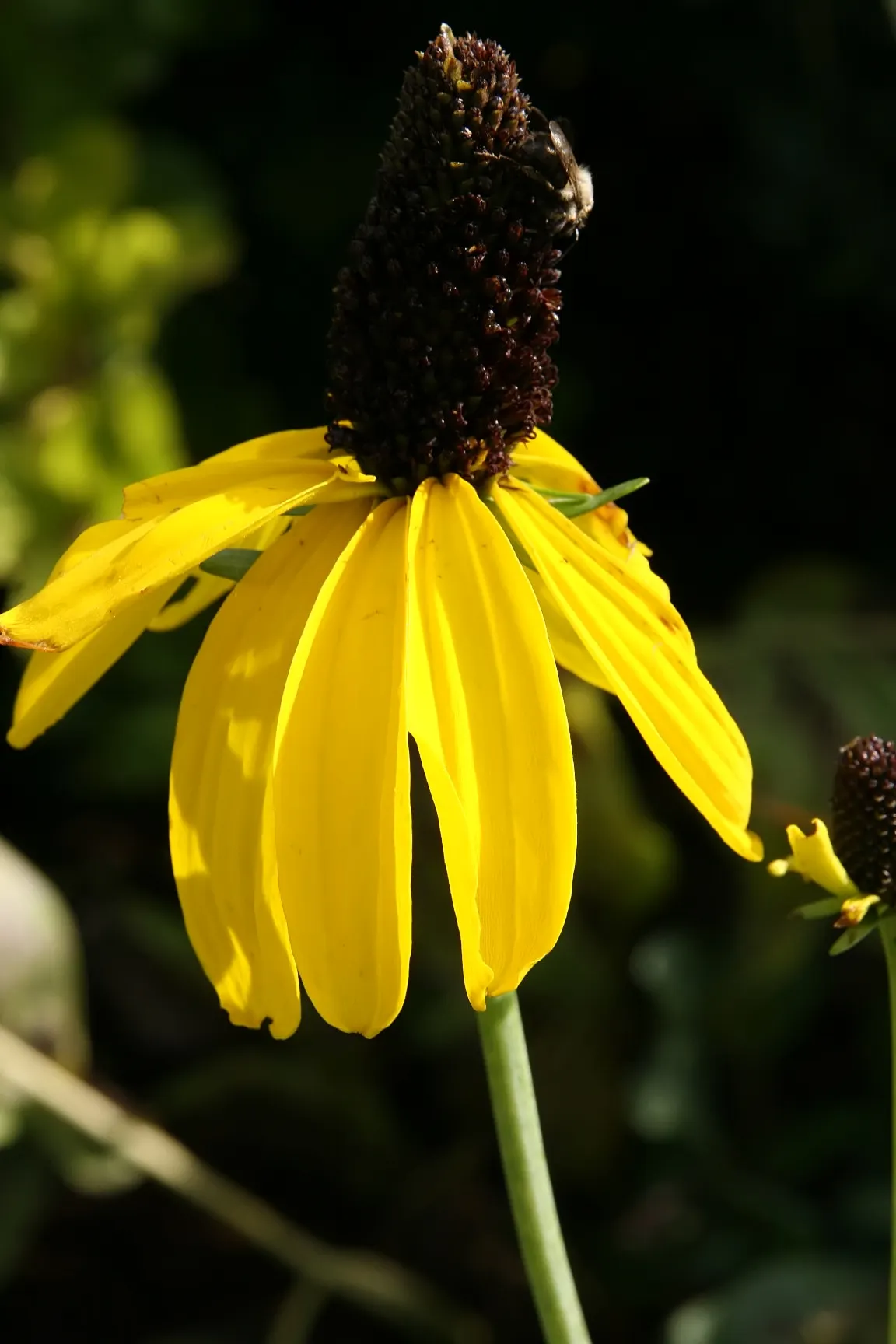 Great Coneflower (Rudbeckia 'Maxima') — perennial for full