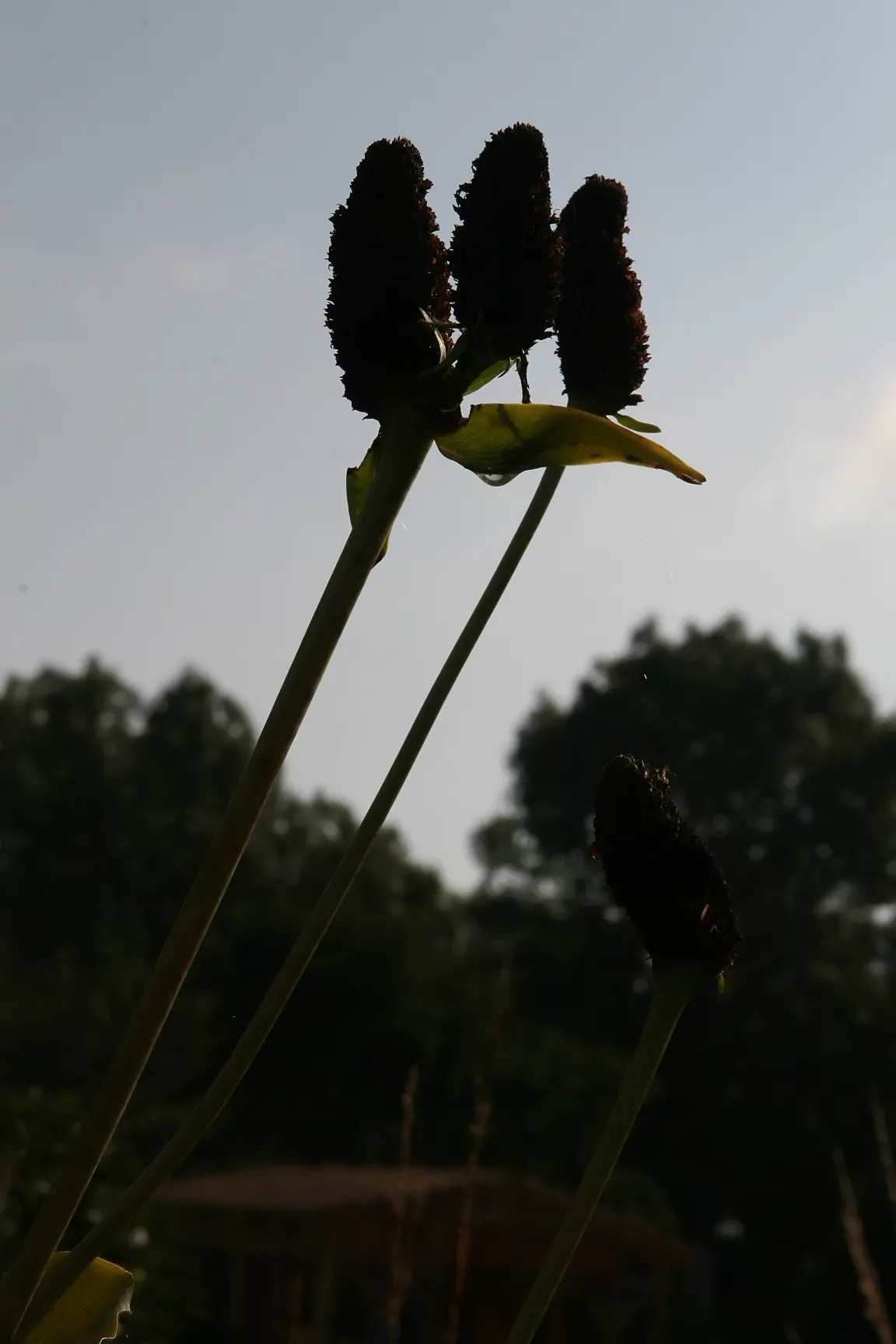 Great Coneflower (Rudbeckia 'Maxima') — Adaptive to zones 4-9, it thrives in full sun to partial shade and prefers moist, well-drained soil; tall stems up to 7