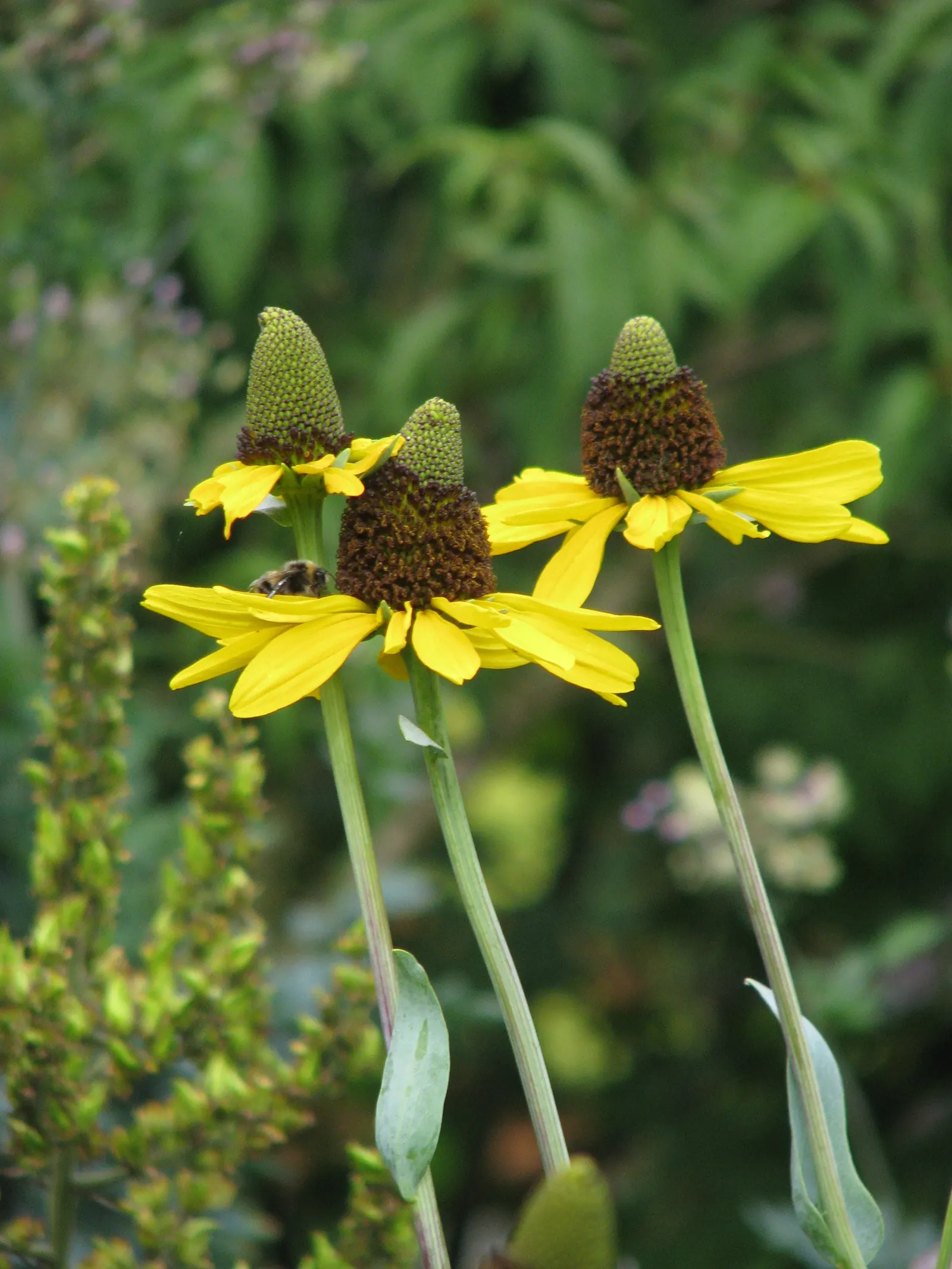 Great Coneflower (Rudbeckia 'Maxima') — and consider their towering flowers which can captivate viewers from afar