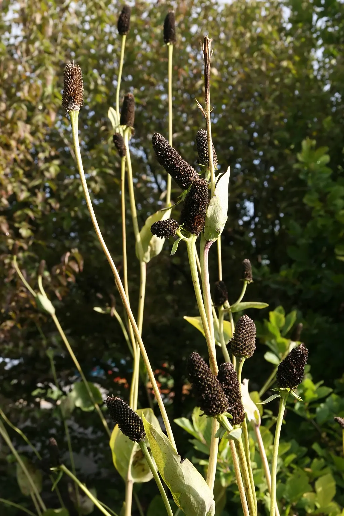Great Coneflower (Rudbeckia 'Maxima') — While it is drought-tolerant once established, consistent moisture will keep it looking its best