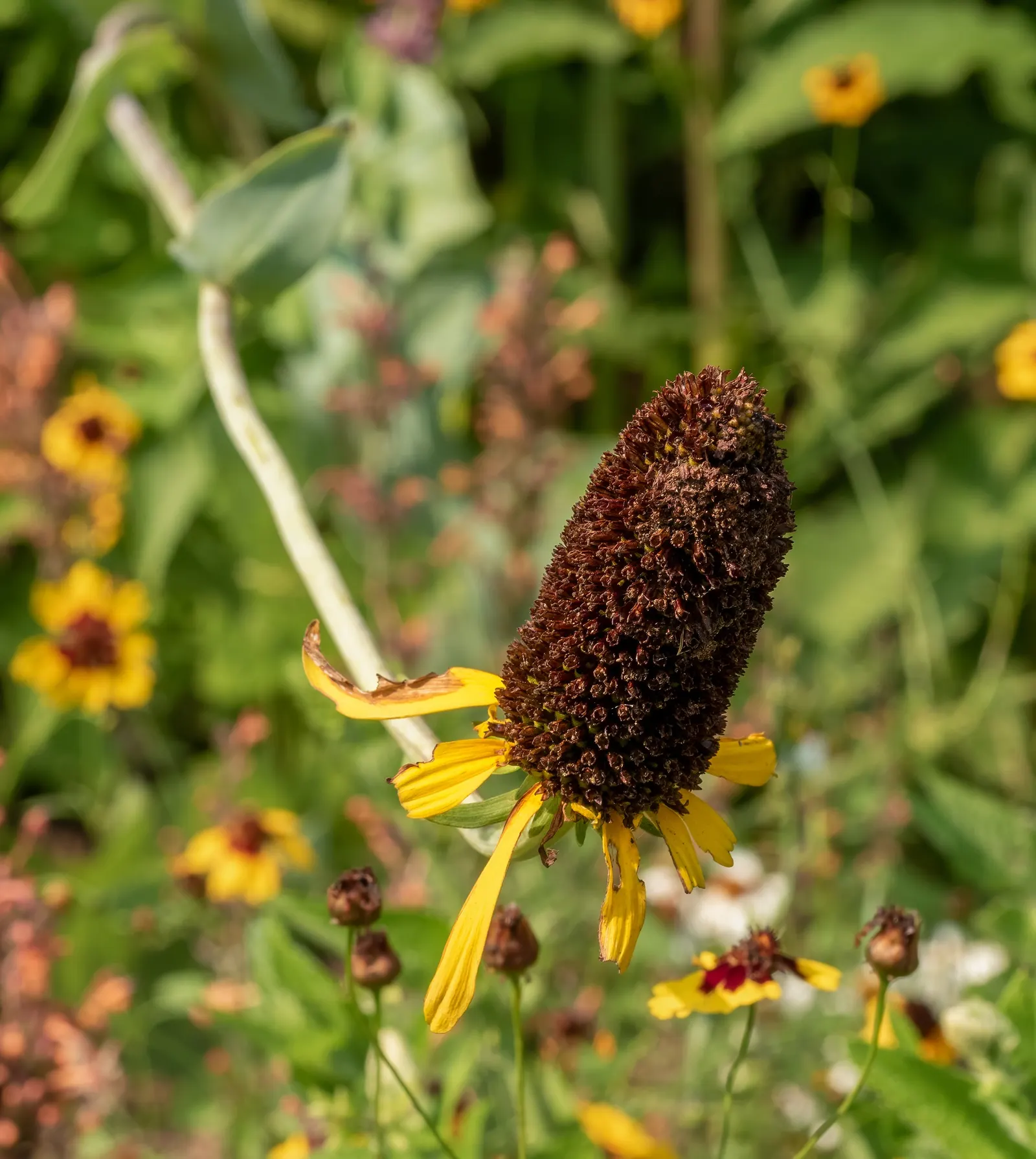 Great Coneflower (Rudbeckia 'Maxima') — tall stems up to 7 feet with 3-inch wide