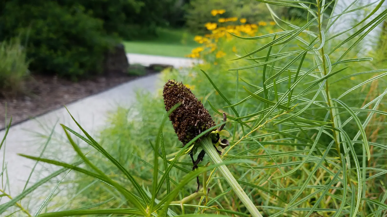 Great Coneflower (Rudbeckia 'Maxima') — reaching heights of typically 5 to 6 feet and spreading out 2 to 3 feet