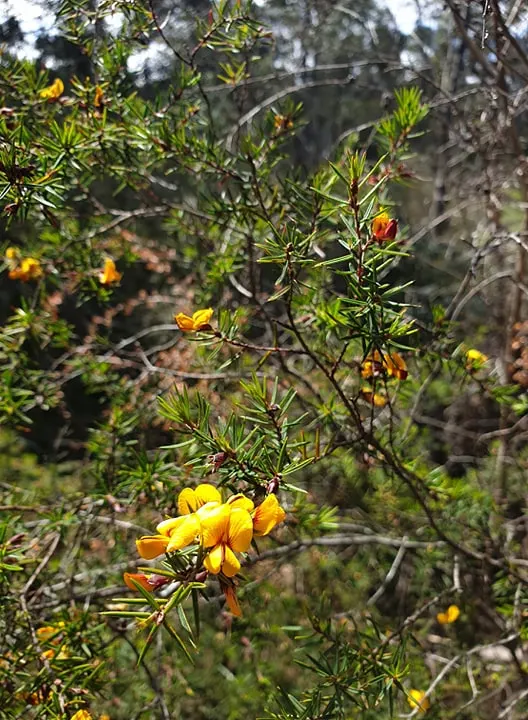 Bush Ivy (Fatshedera Lizei 'Annikeke') — commonly known as Bush Ivy