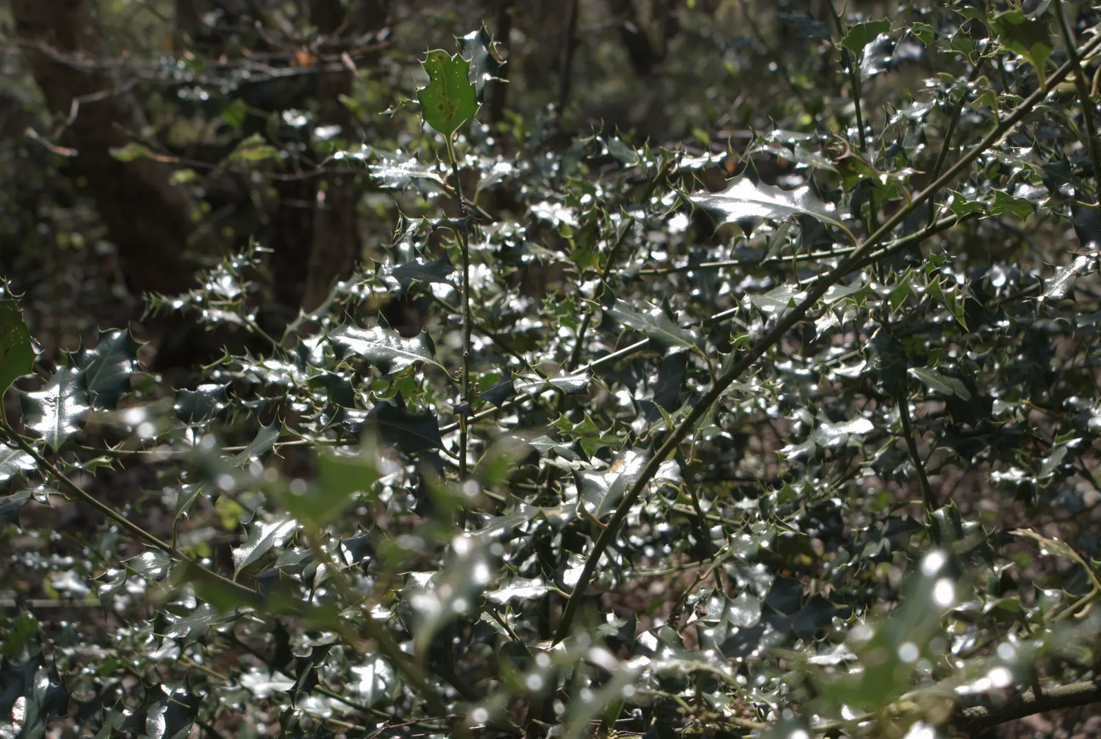 Bush Ivy (Fatshedera Lizei 'Annikeke') — is a versatile hybrid with lush